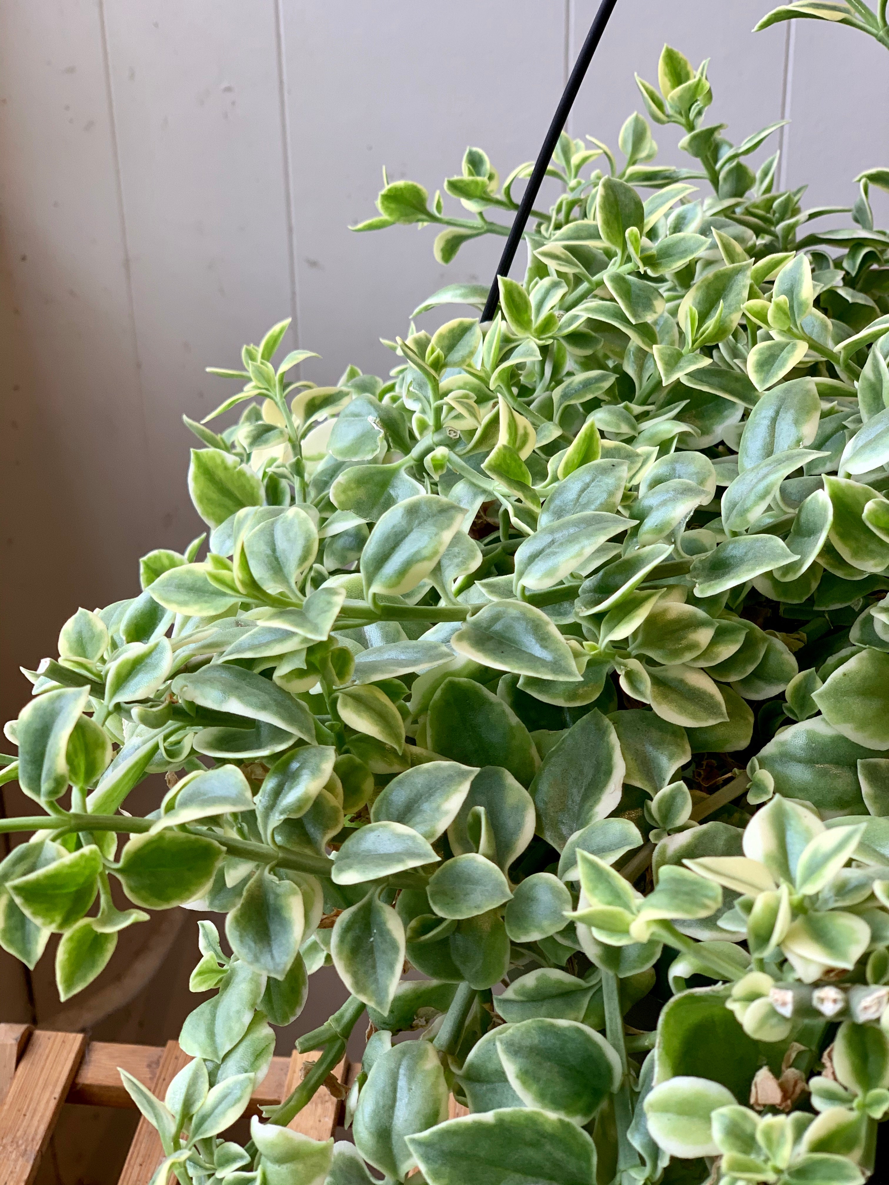Dorotheanthus Hanging Basket