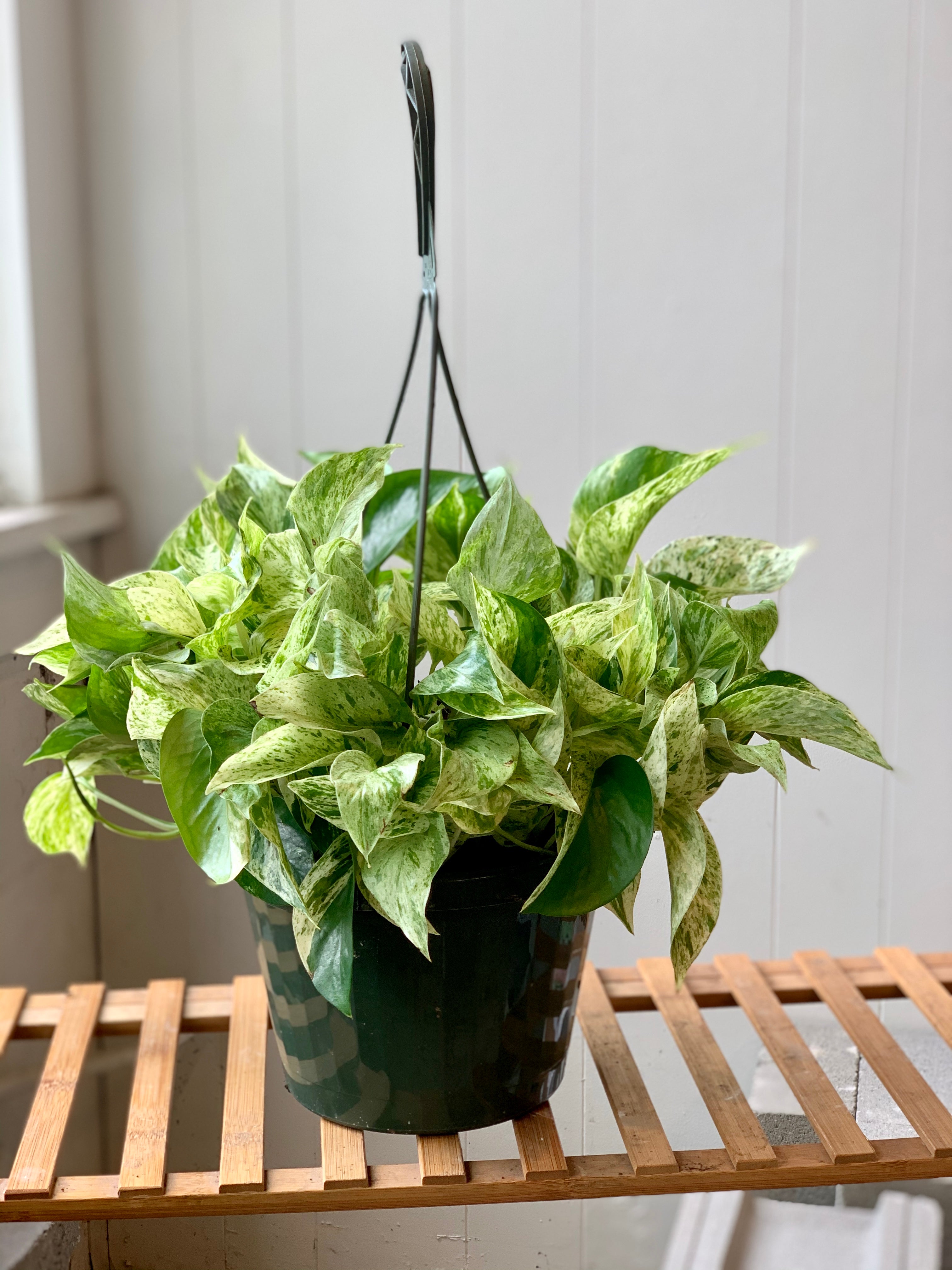 marble queen pothos hanging Marble Queen Pothos – Art Terrarium