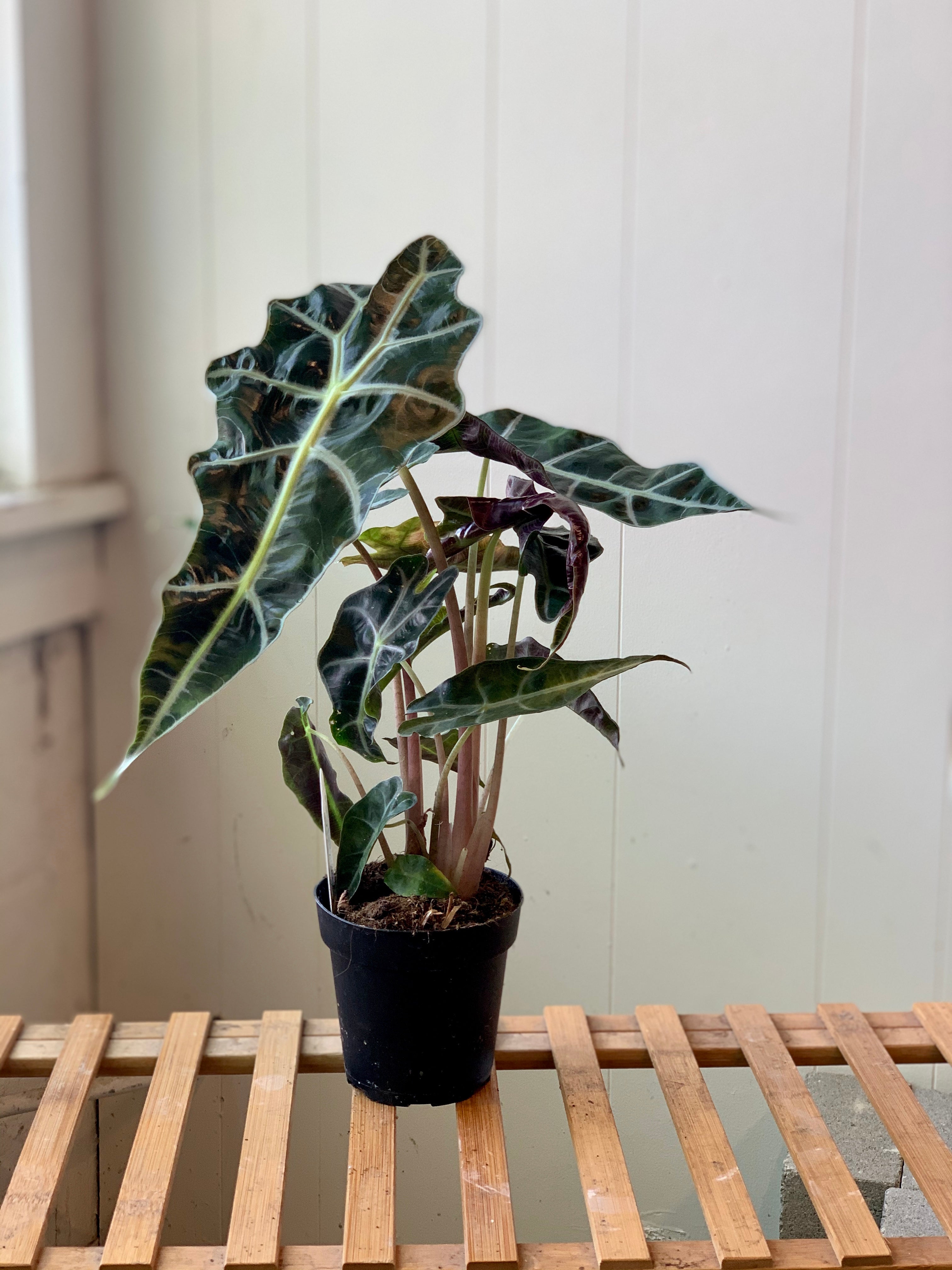 Alocasia - African Mask