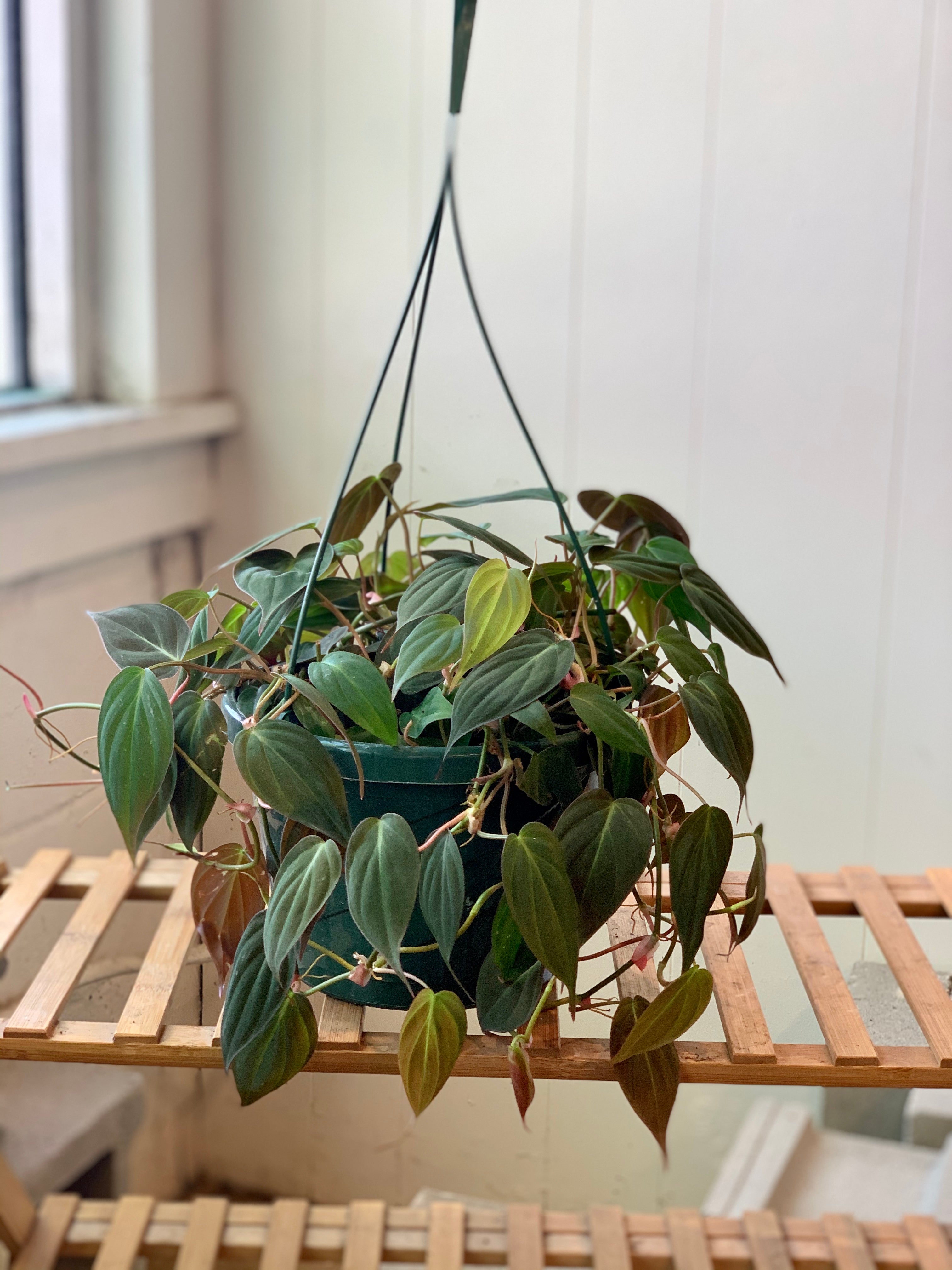 philodendron micans toxic Philodendron Micans