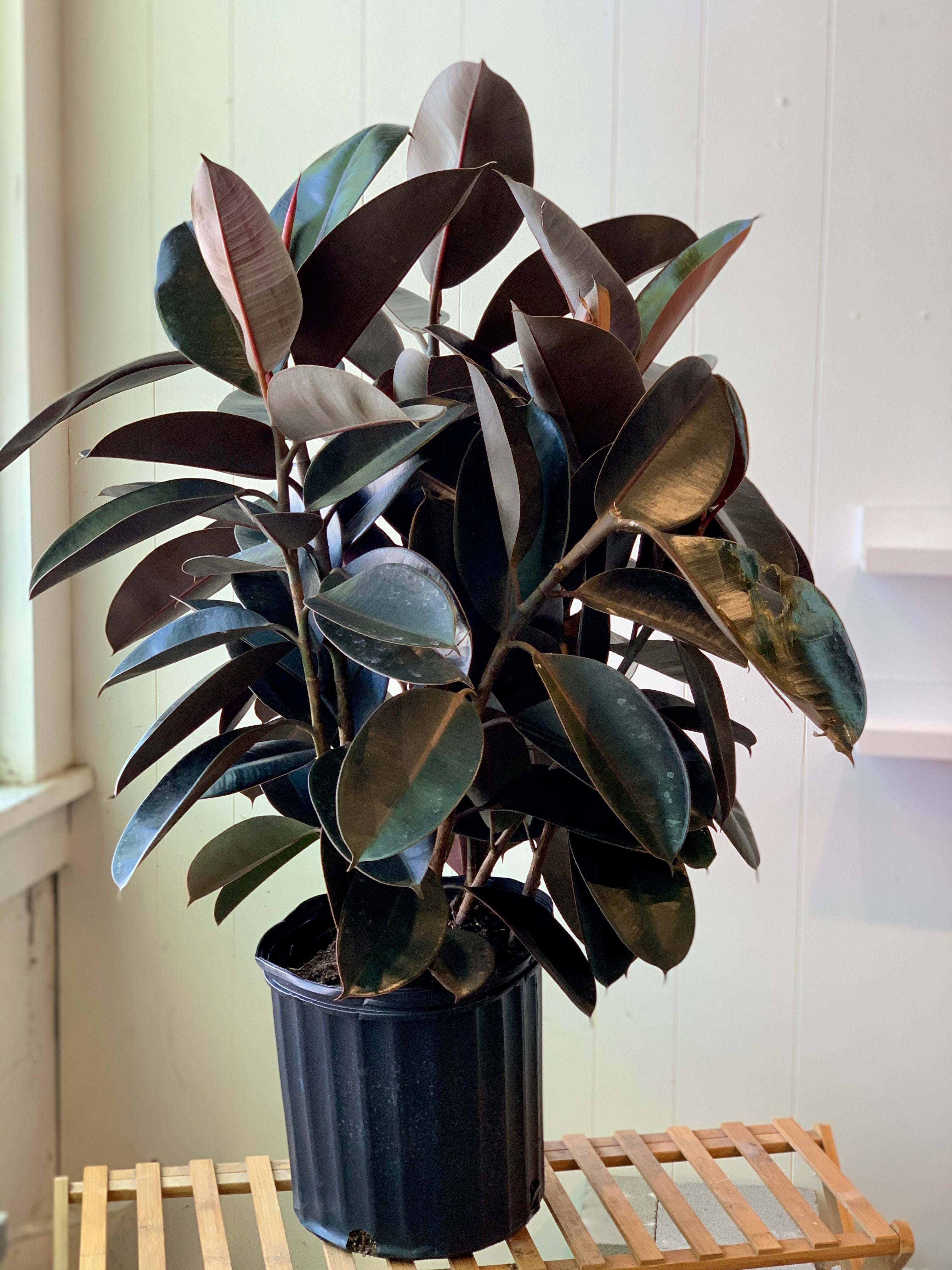 black rubber tree Ficus Elastica (Rubber Tree) – Art Terrarium
