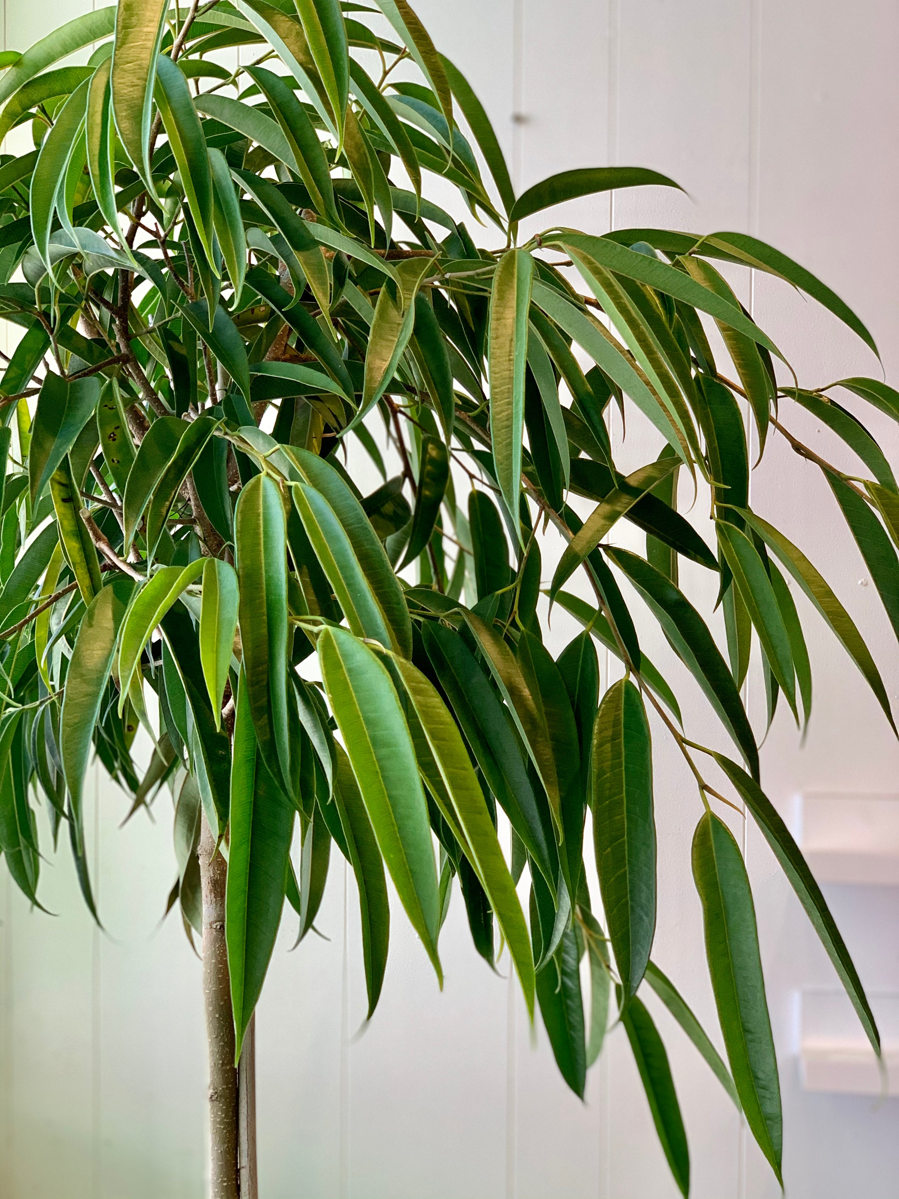Ficus Alii