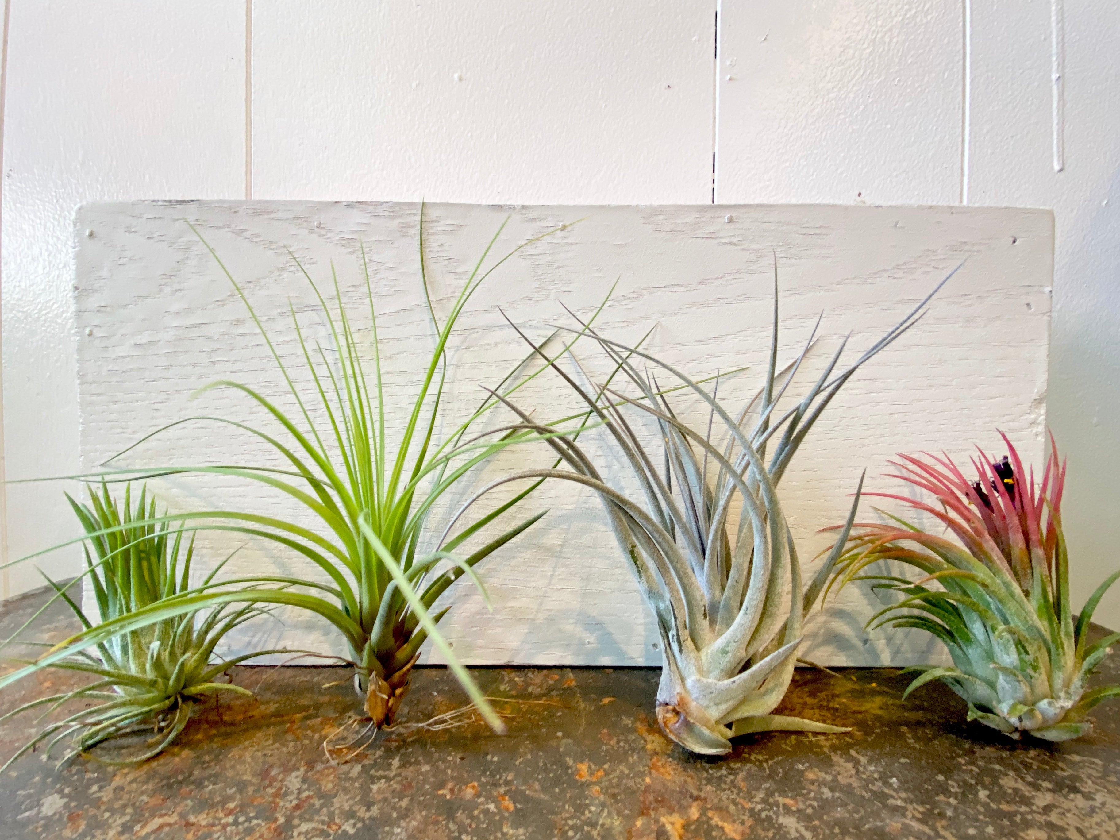 Air Plant