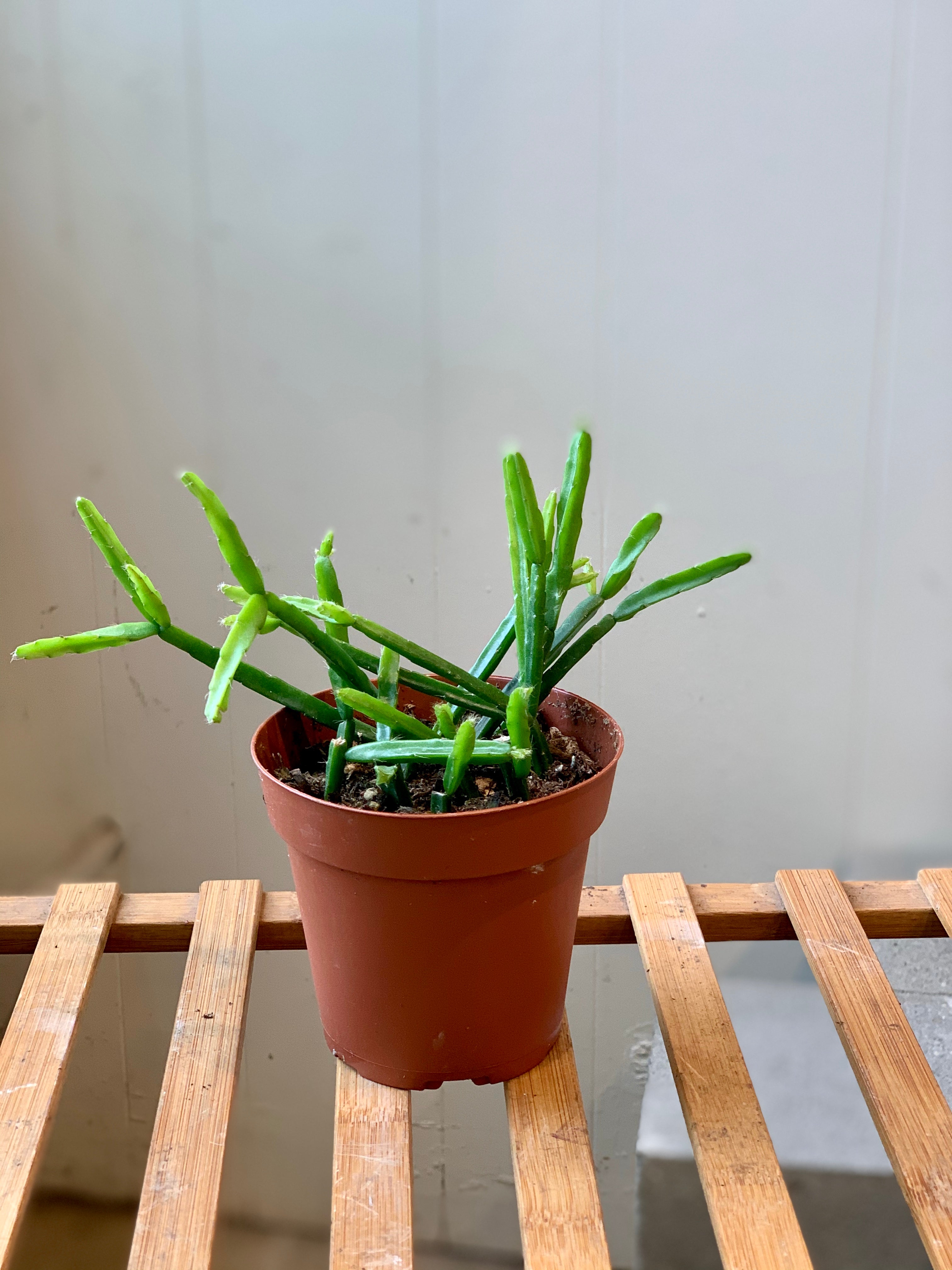 Rhipsalis