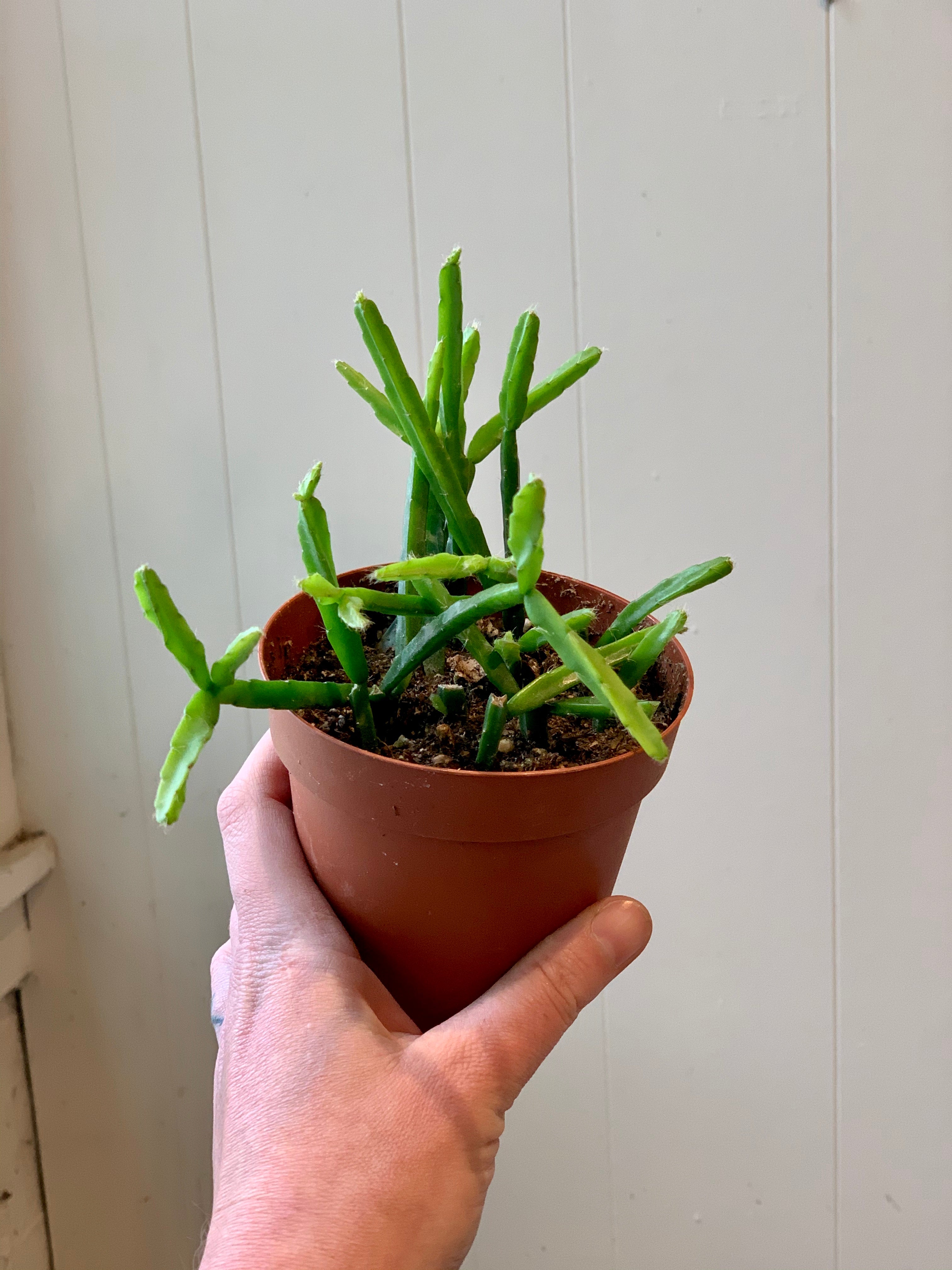 Rhipsalis