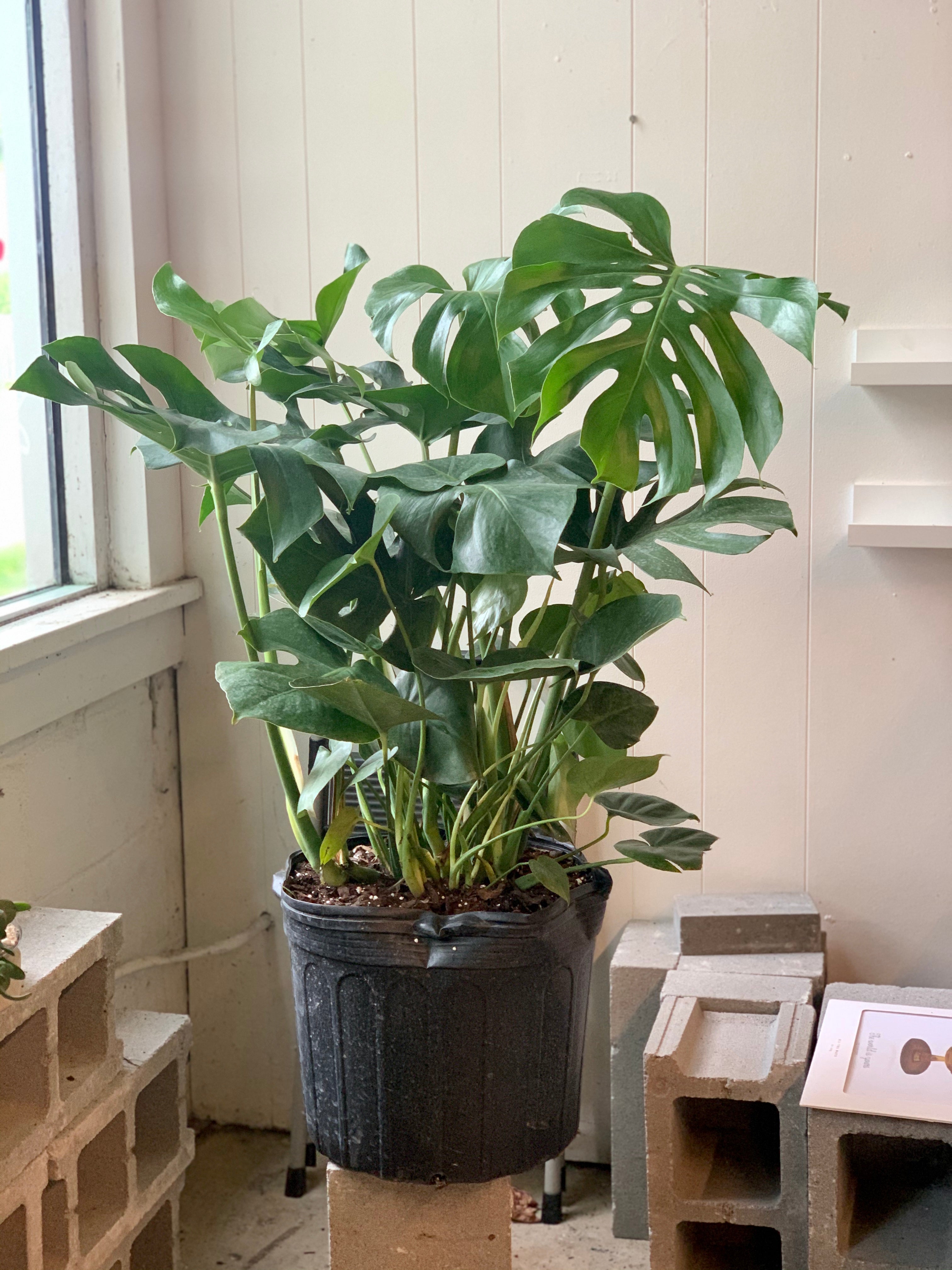 monstera deliciosa terrarium Monstera Deliciosa – Art Terrarium