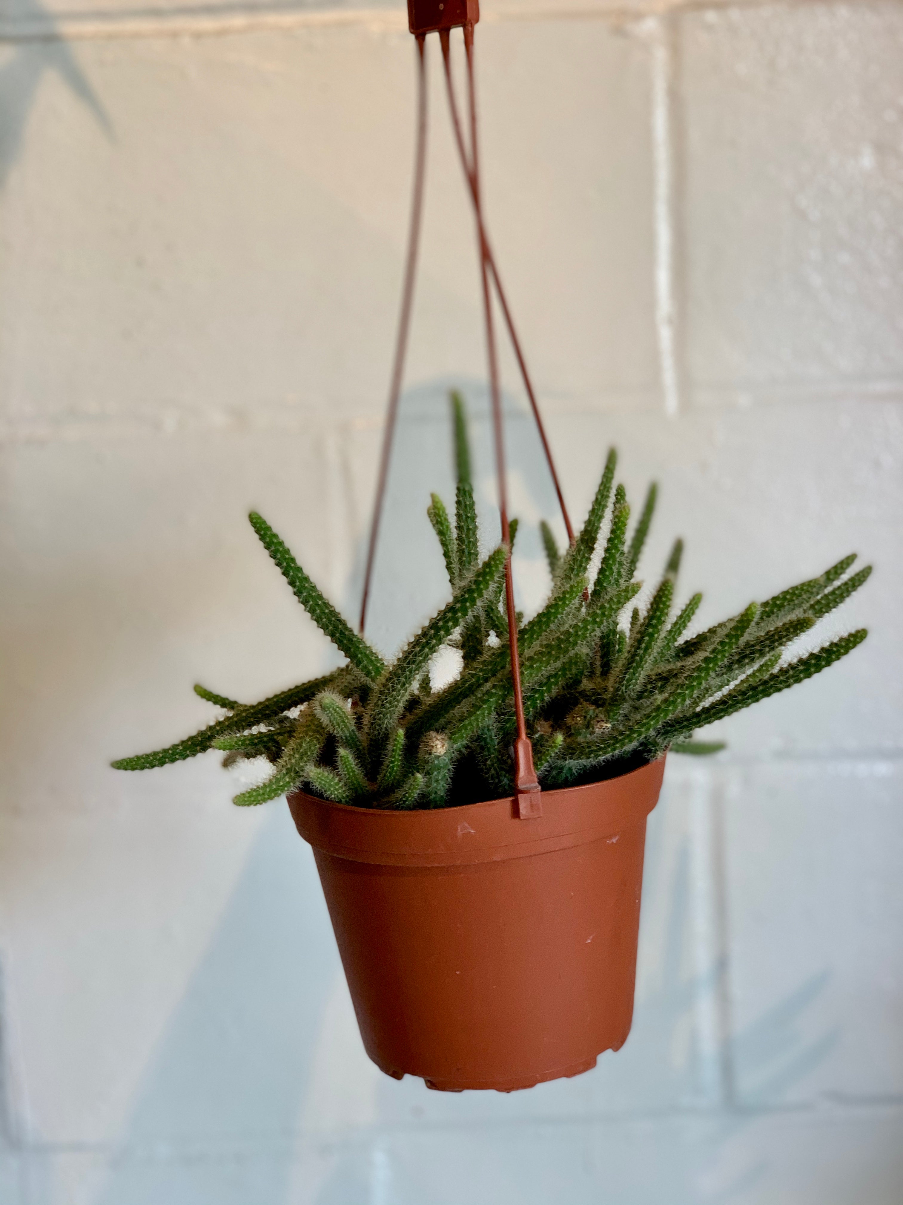 Golden Rat Tail Cactus - Cleistocactus winteri