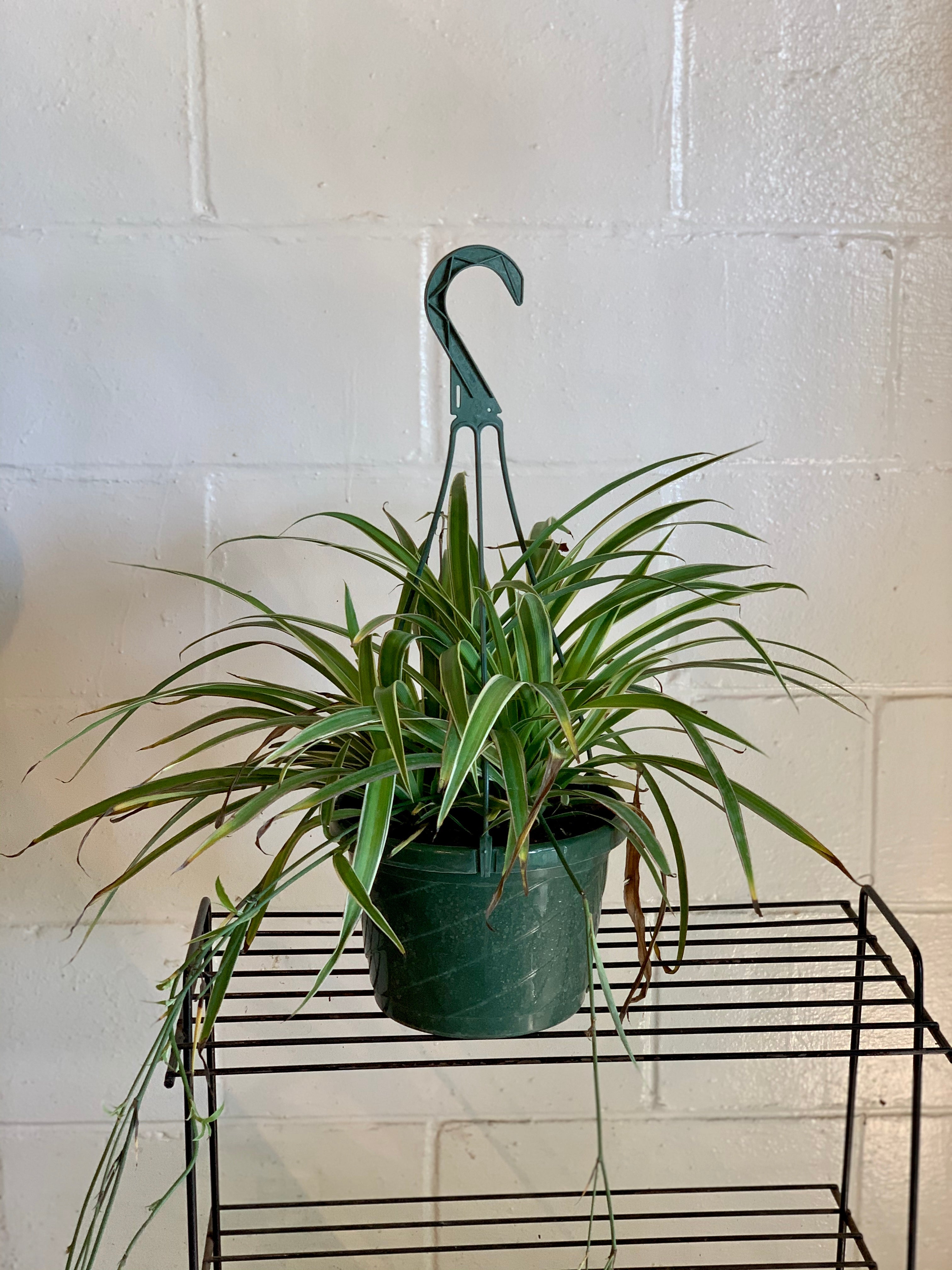 spider plant vivarium Spider Plant – Art Terrarium