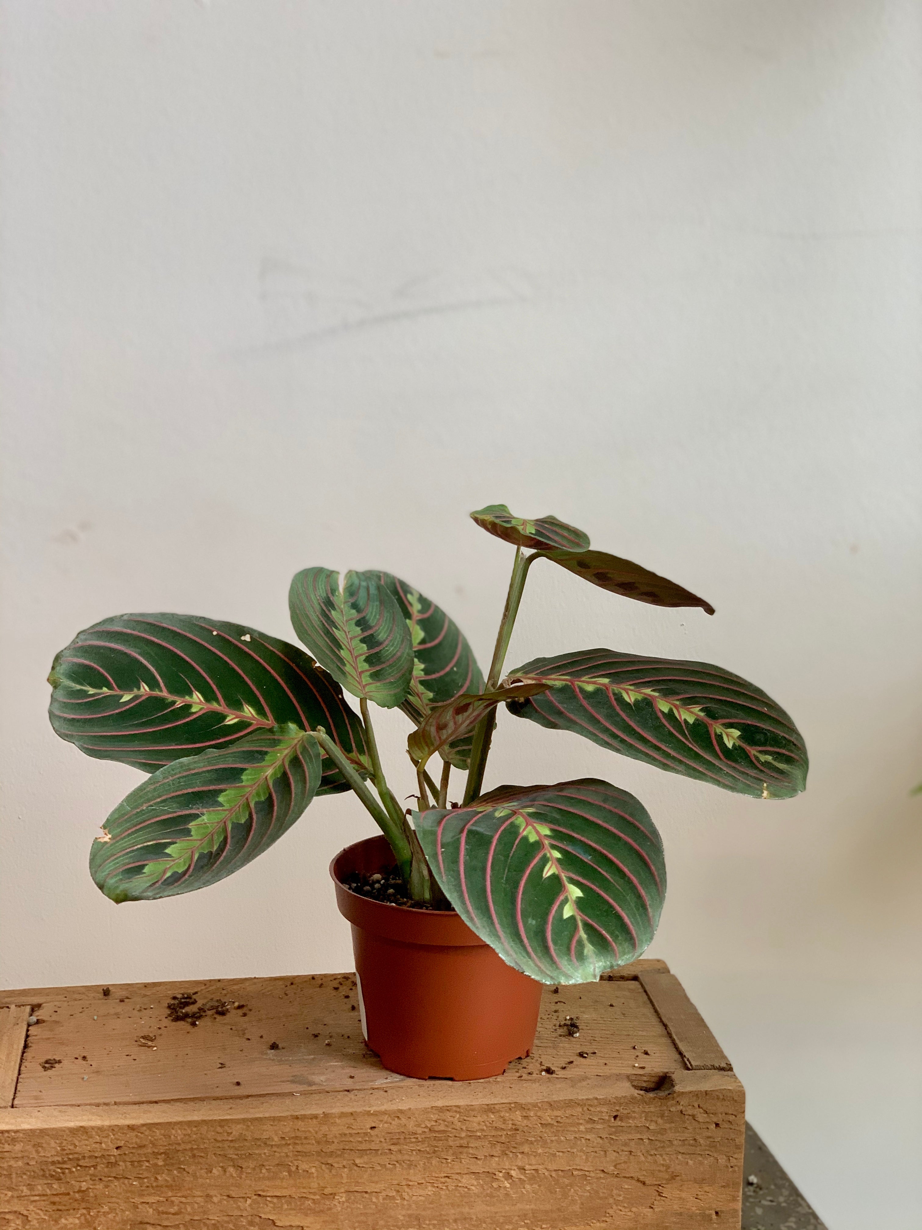 prayer plant price Maranta