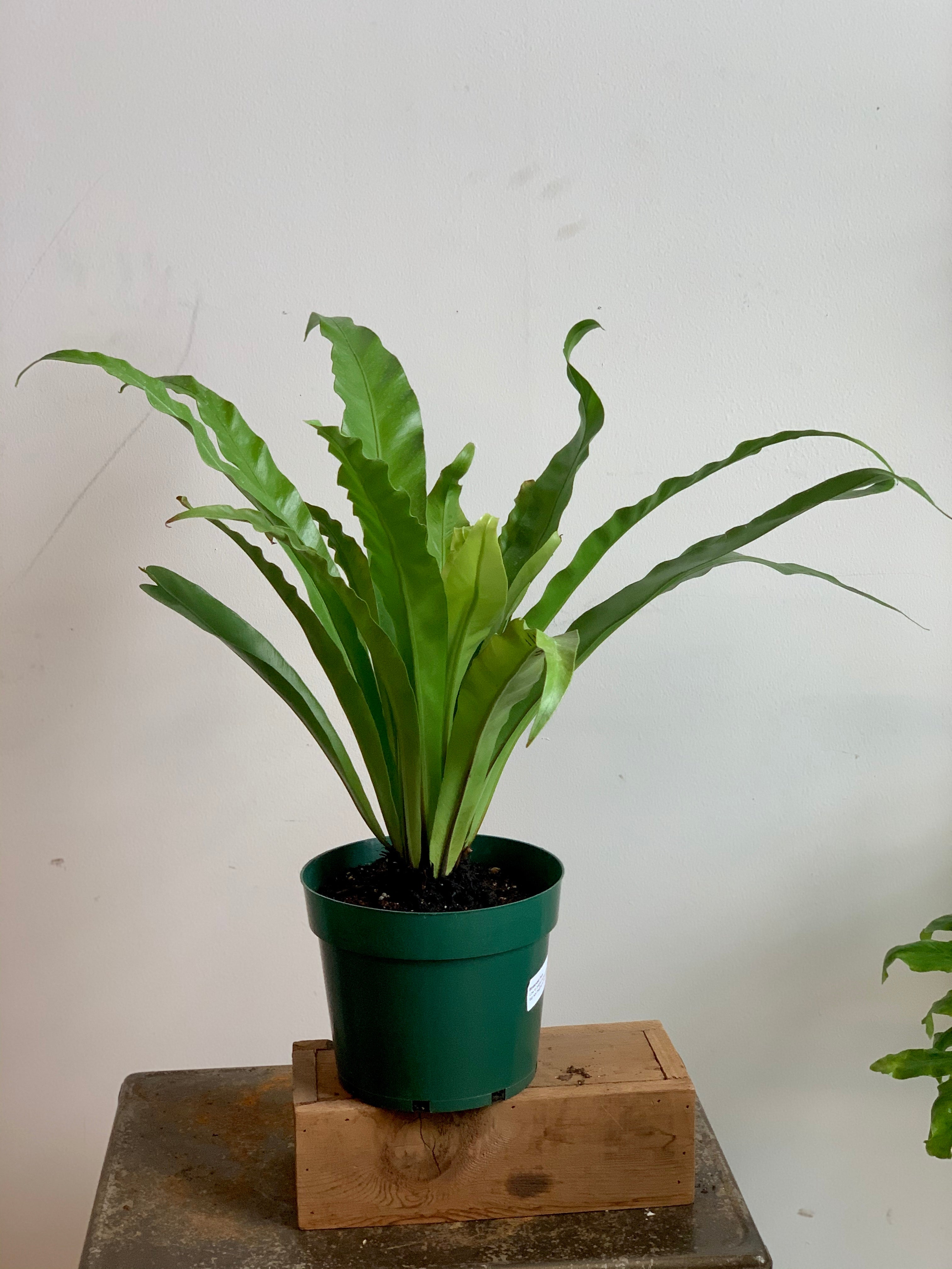 bird's nest fern terrarium Birdsnest Fern – Art Terrarium