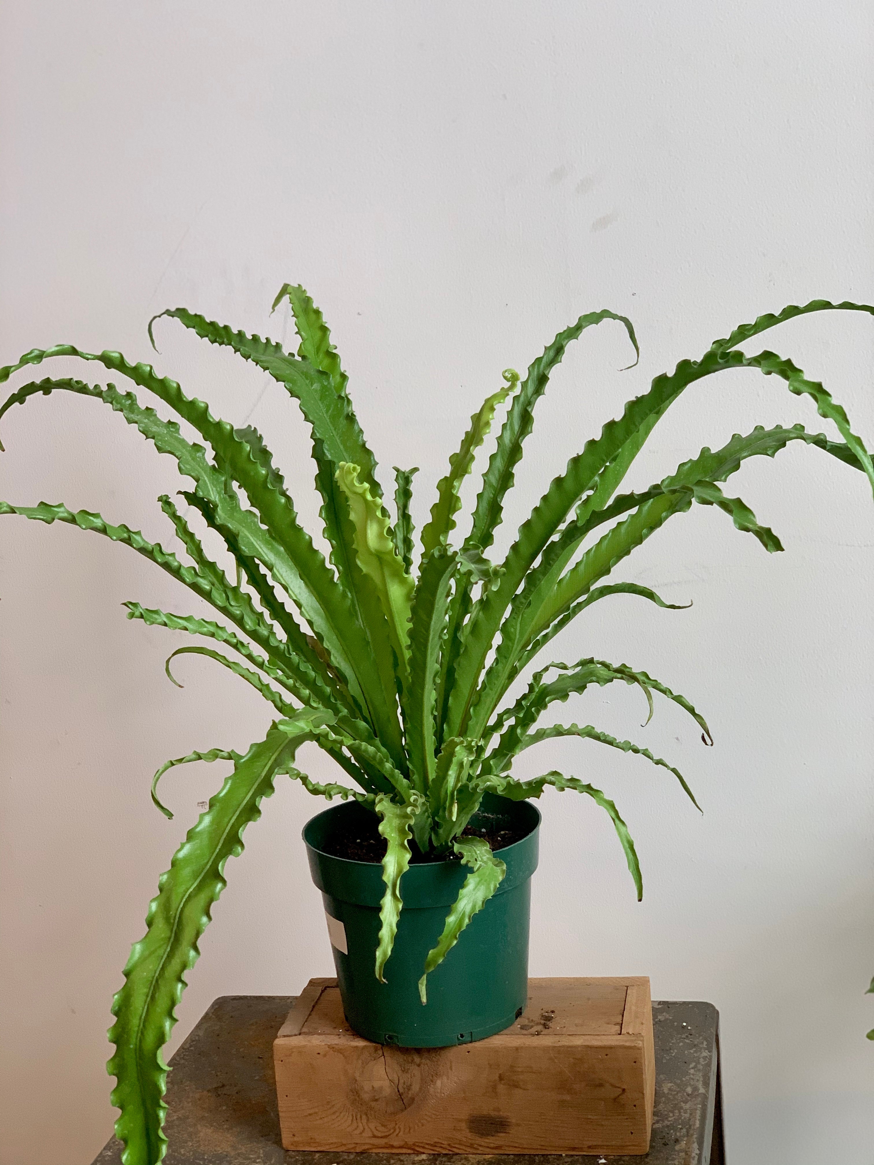 bird's nest fern terrarium Birdsnest Fern – Art Terrarium