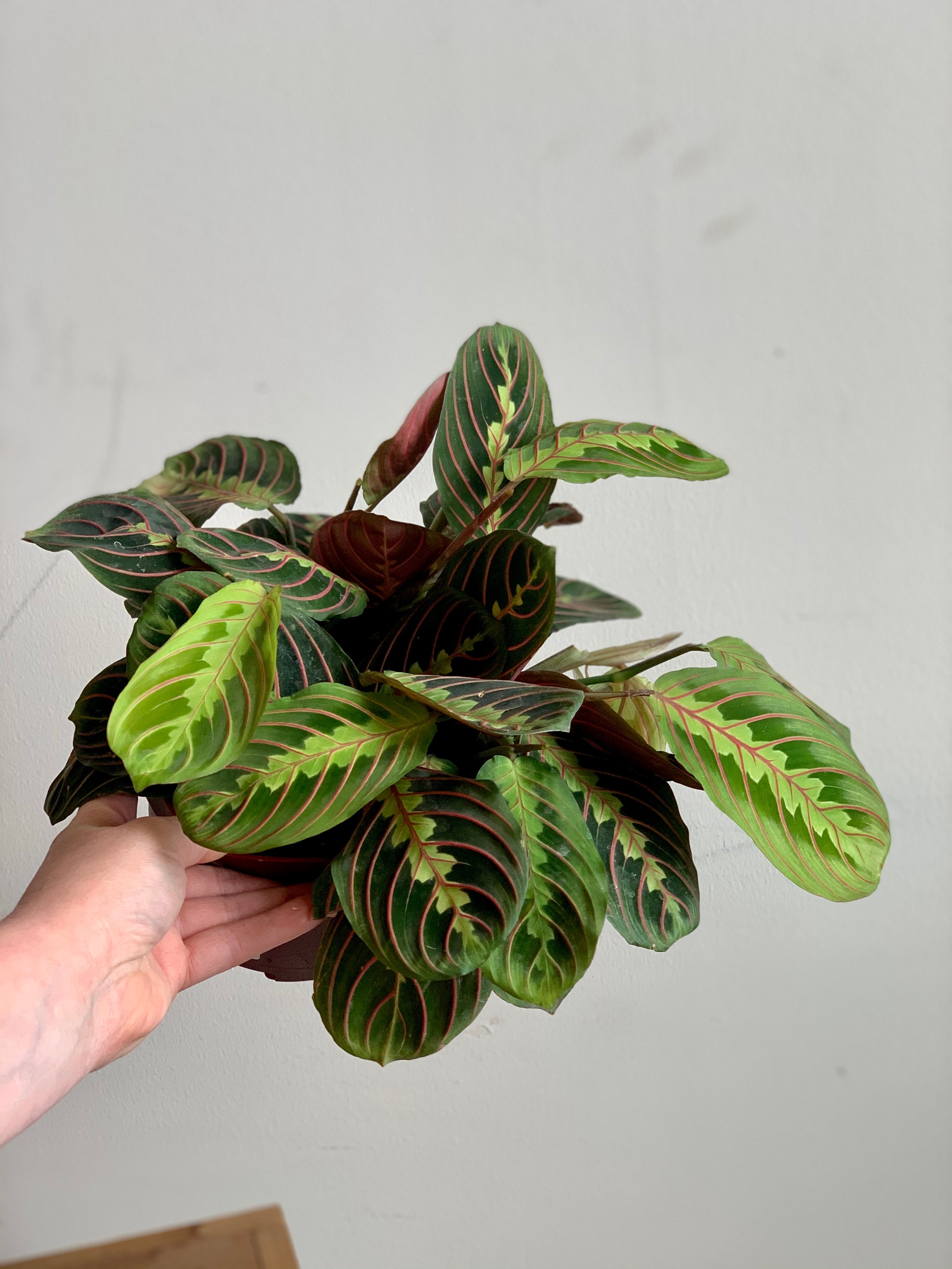 prayer plant planterina Maranta