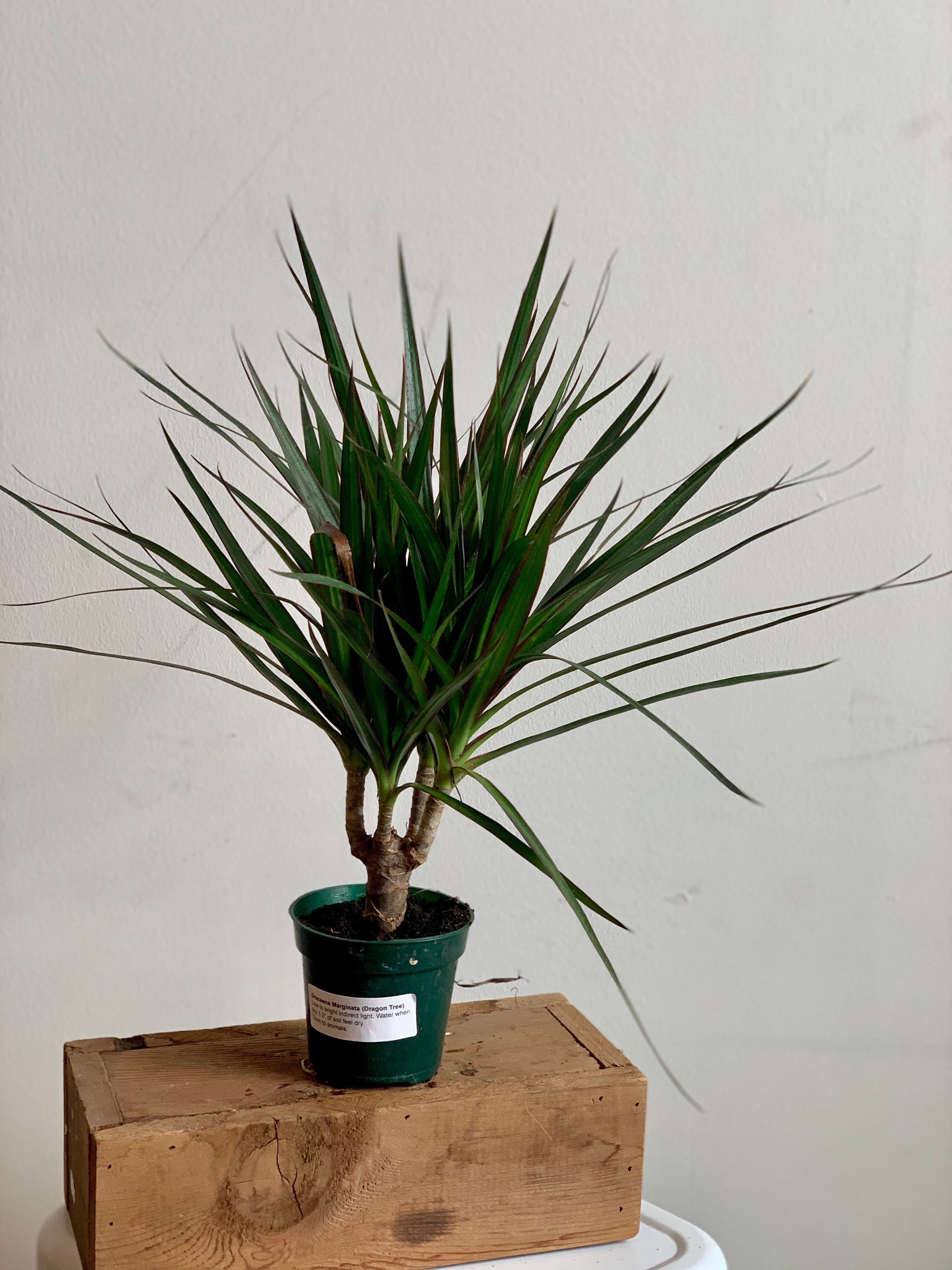 dracaena terrarium Dracaena Marginata