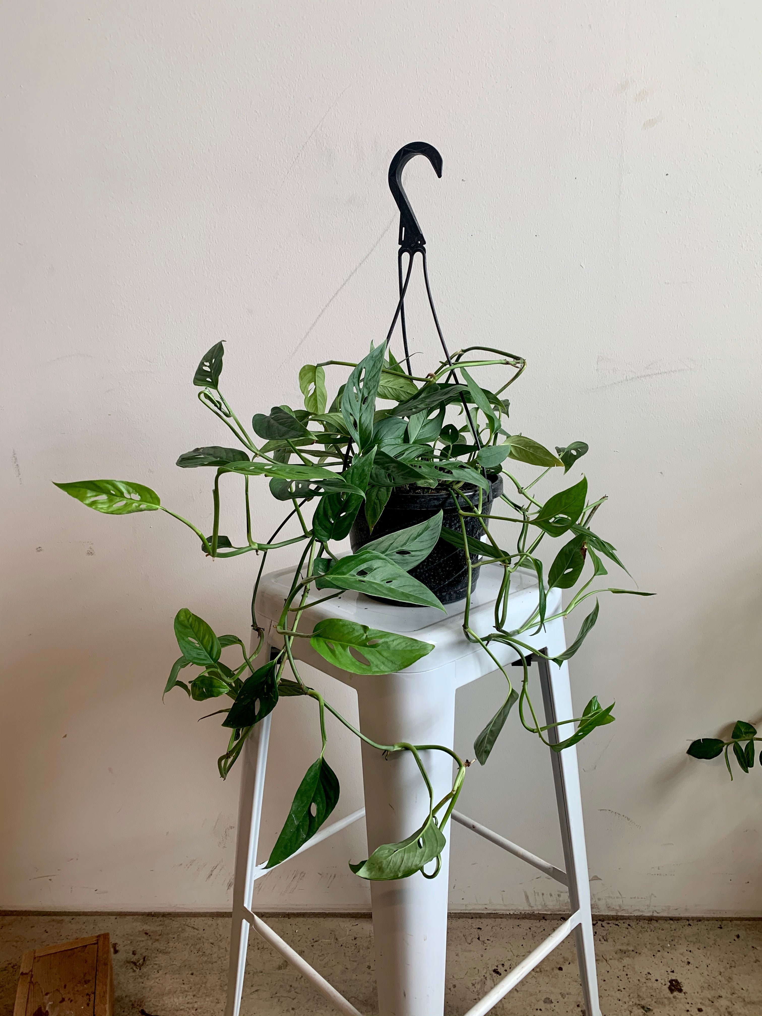 swiss cheese hanging plant Monstera Adansonii (Swiss Cheese Philo)