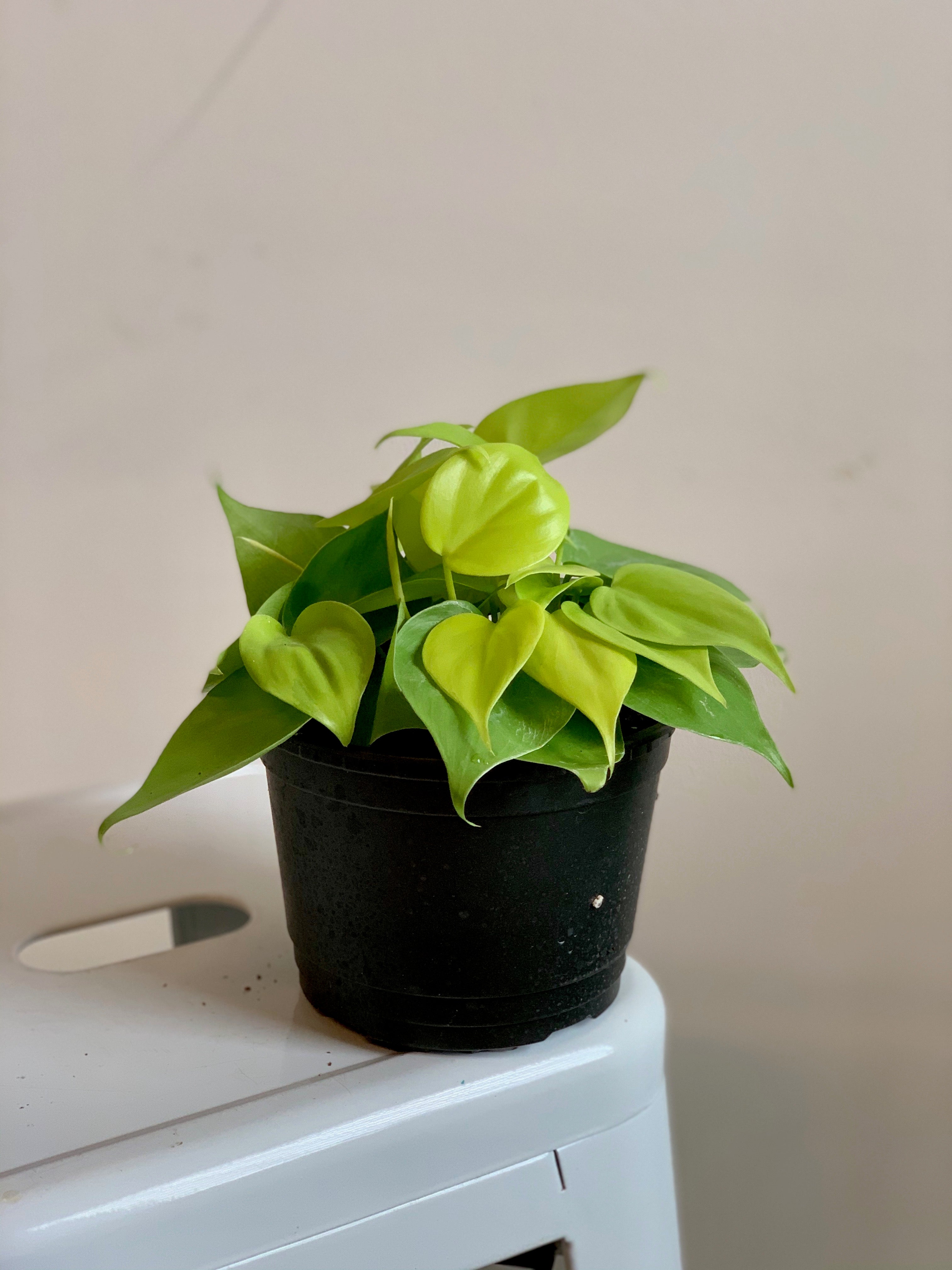 lemon lime vining philodendron Philodendron