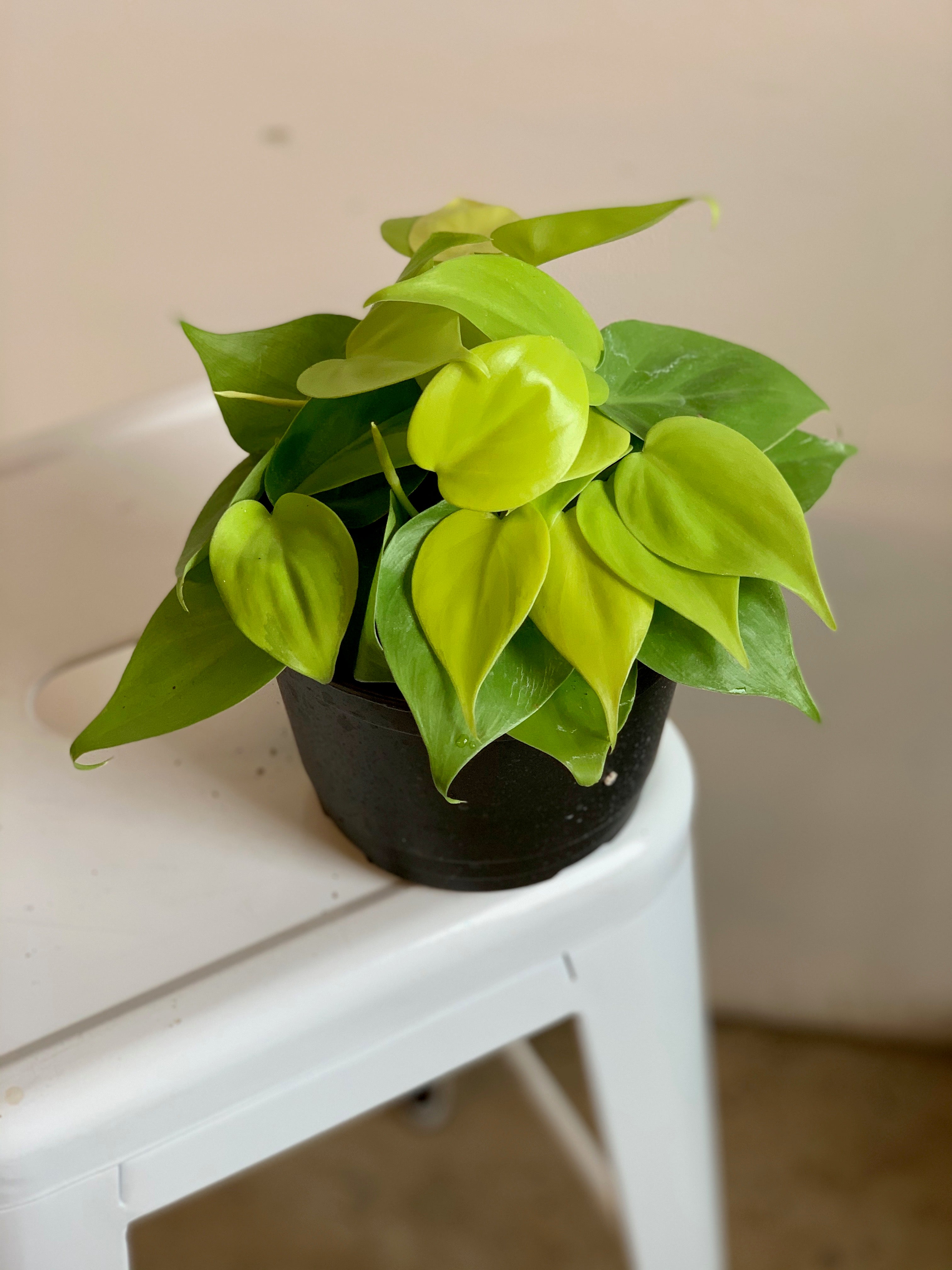 lemon lime vining philodendron Philodendron