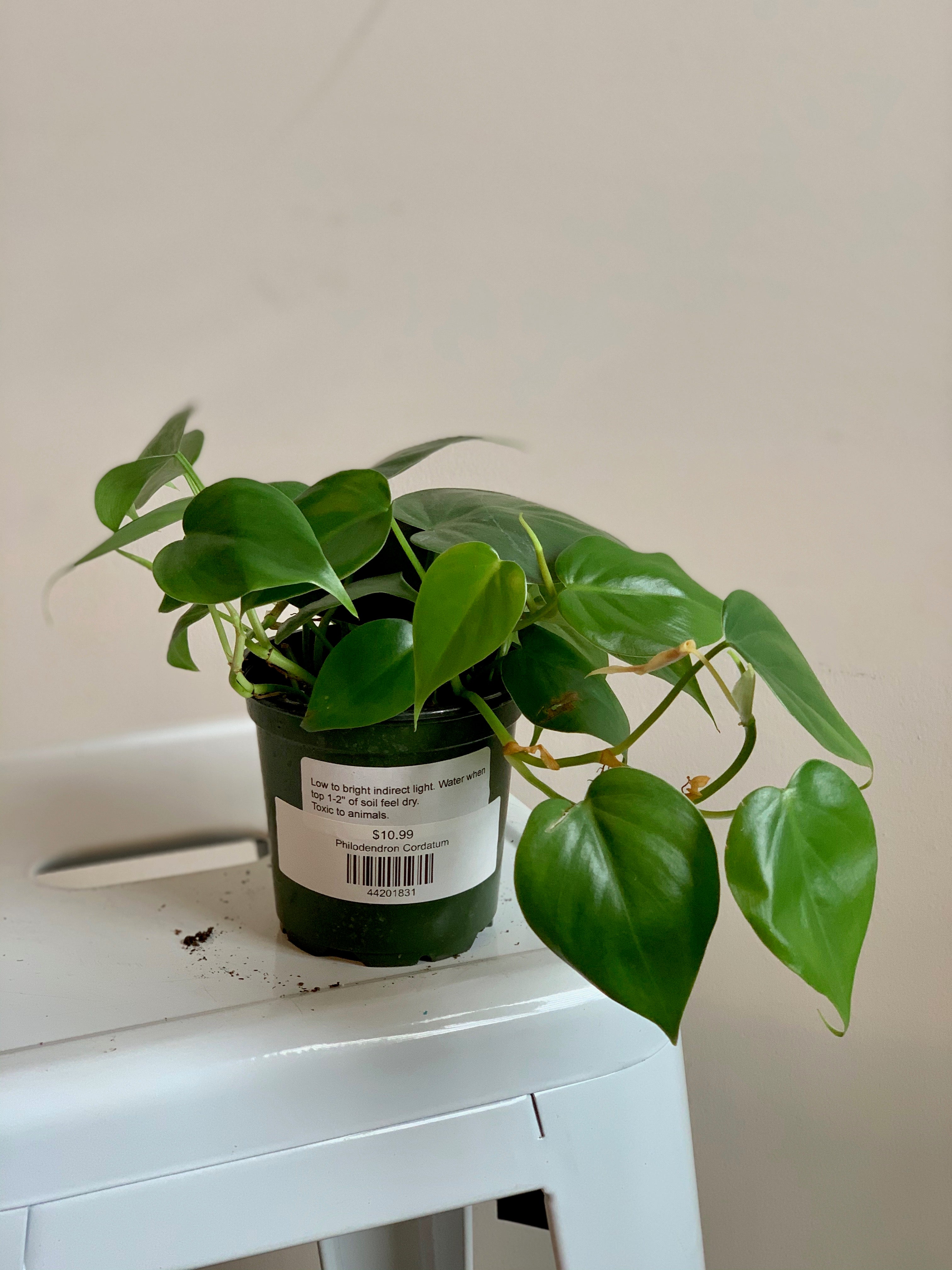 philodendron cordatum toxic Philodendron