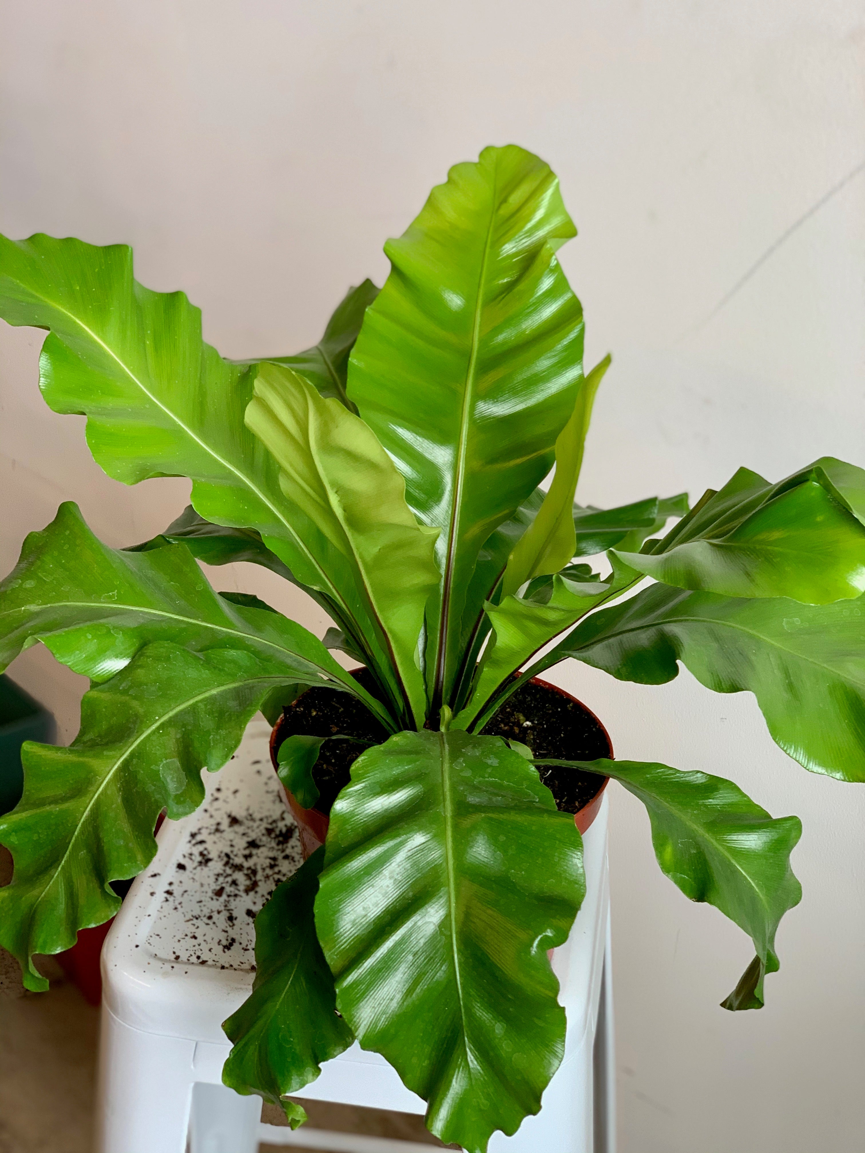bird's nest philodendron Birdsnest Fern – Art Terrarium
