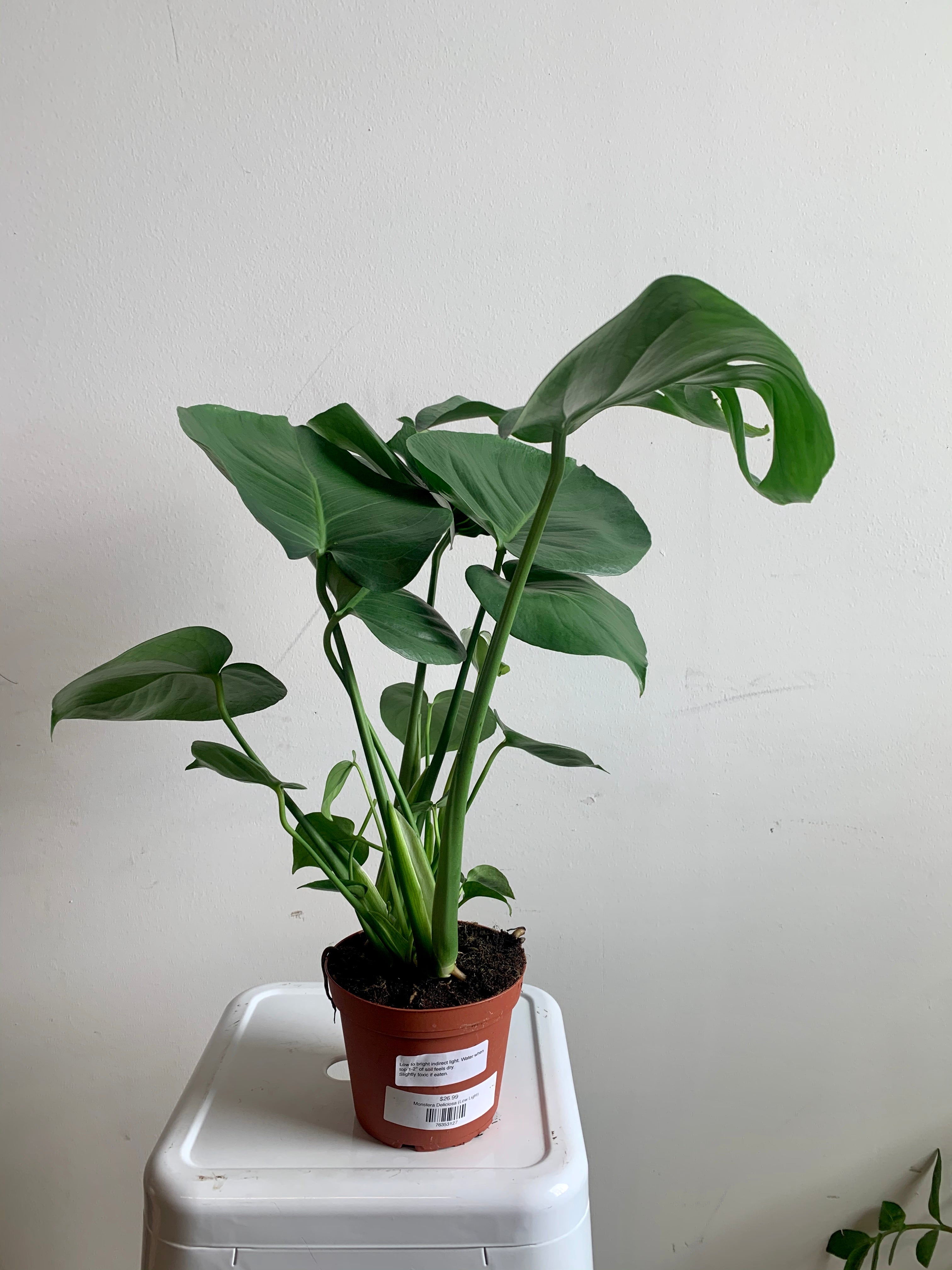 monstera low light Monstera Deliciosa – Art Terrarium