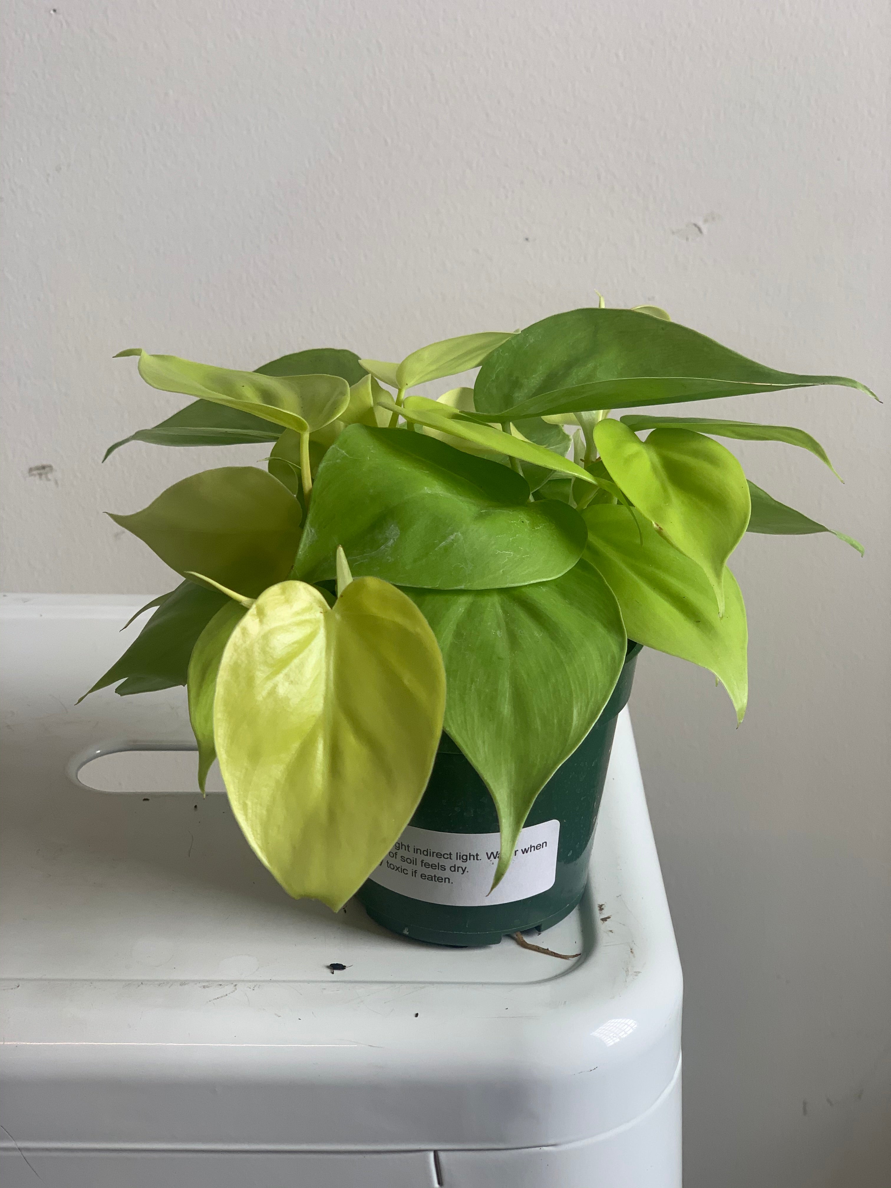 lemon lime philodendron light requirements Philodendron