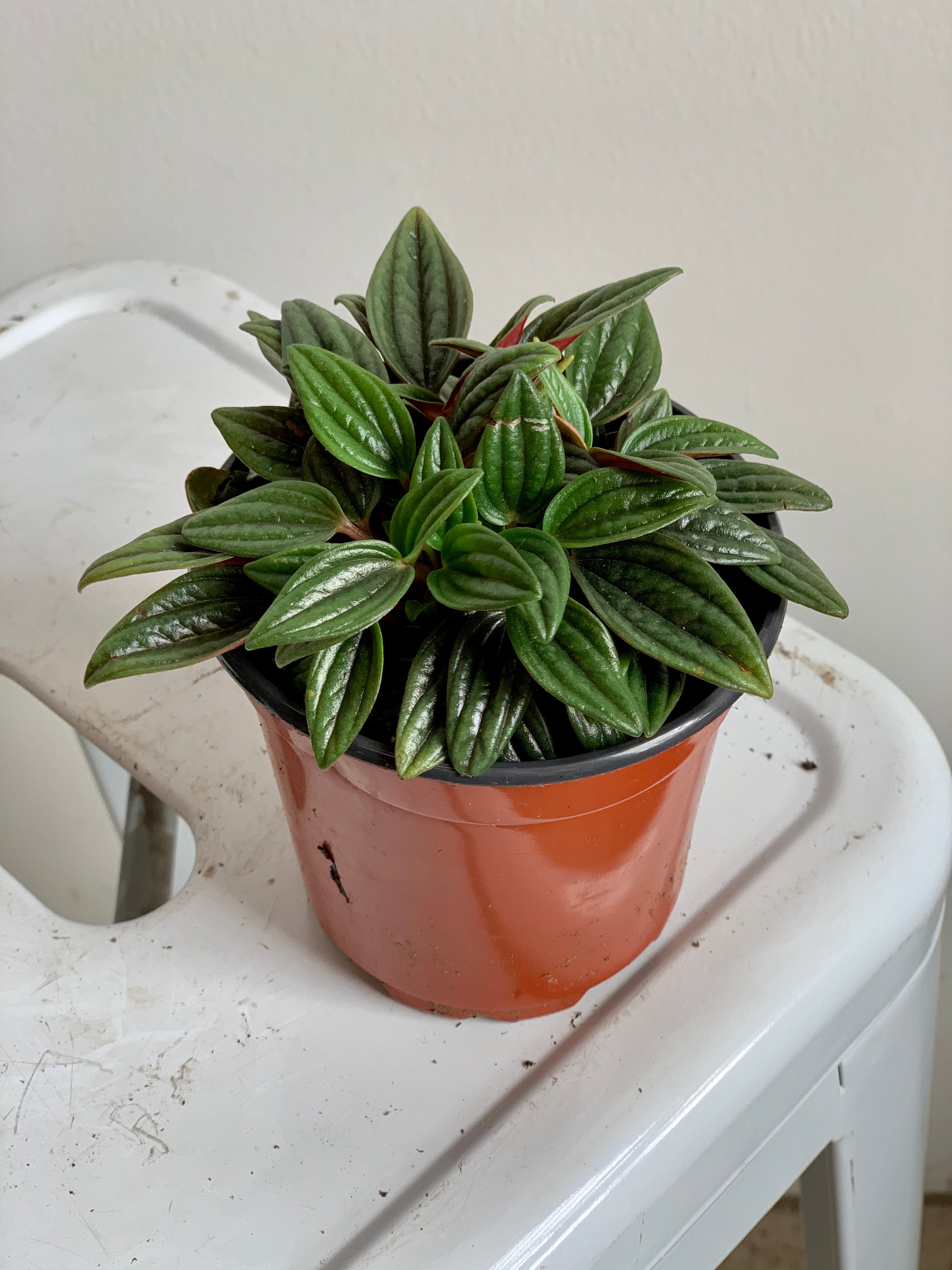 Peperomia - Rosso