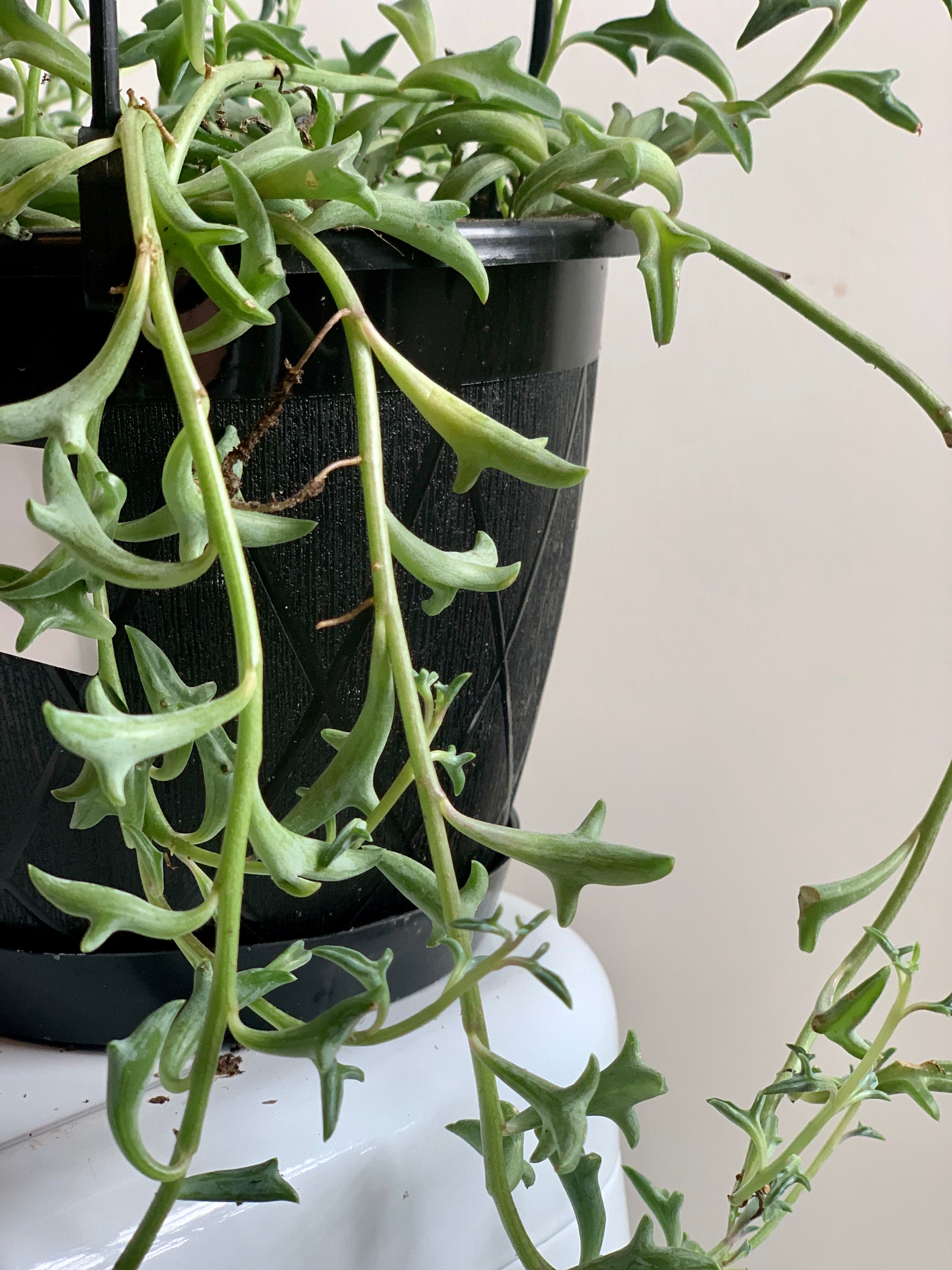 String of Dolphins (Senecio Peregrinus)