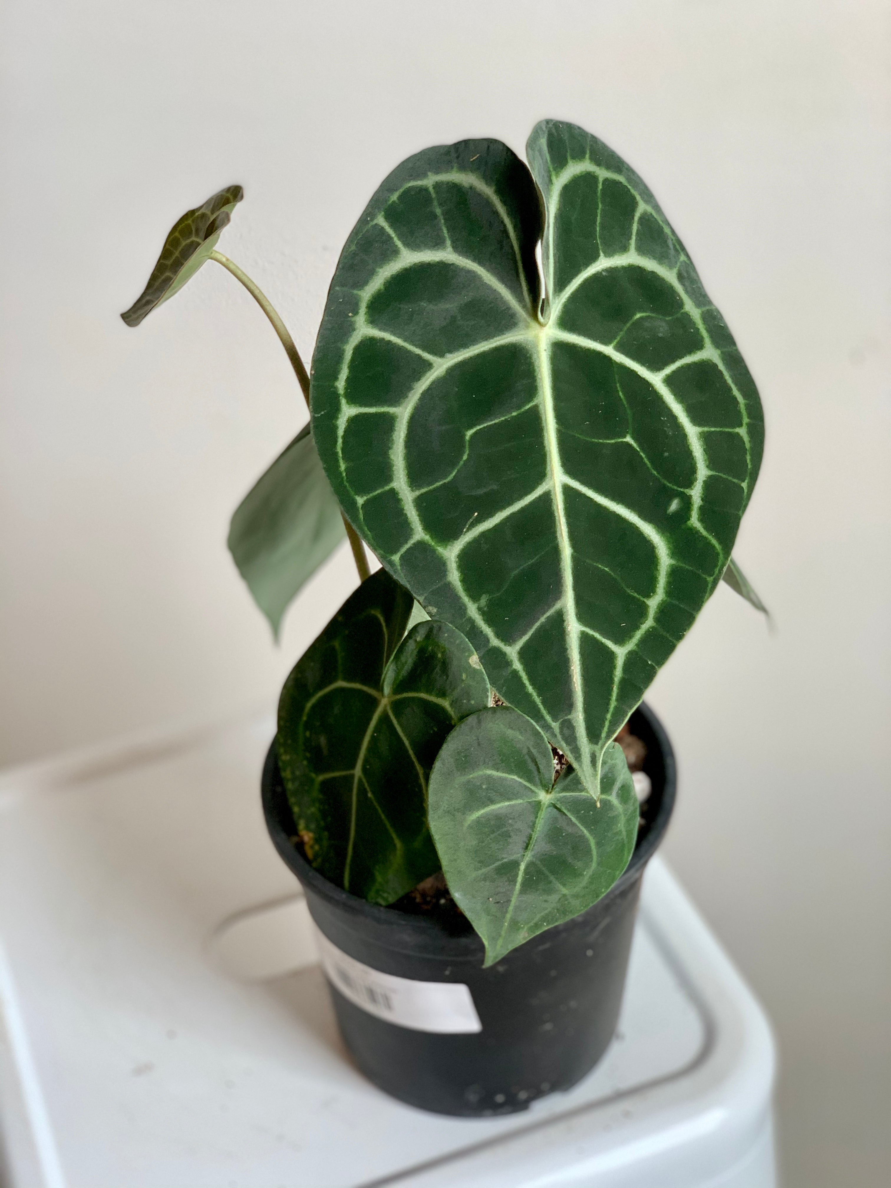 Anthurium Clarinervium