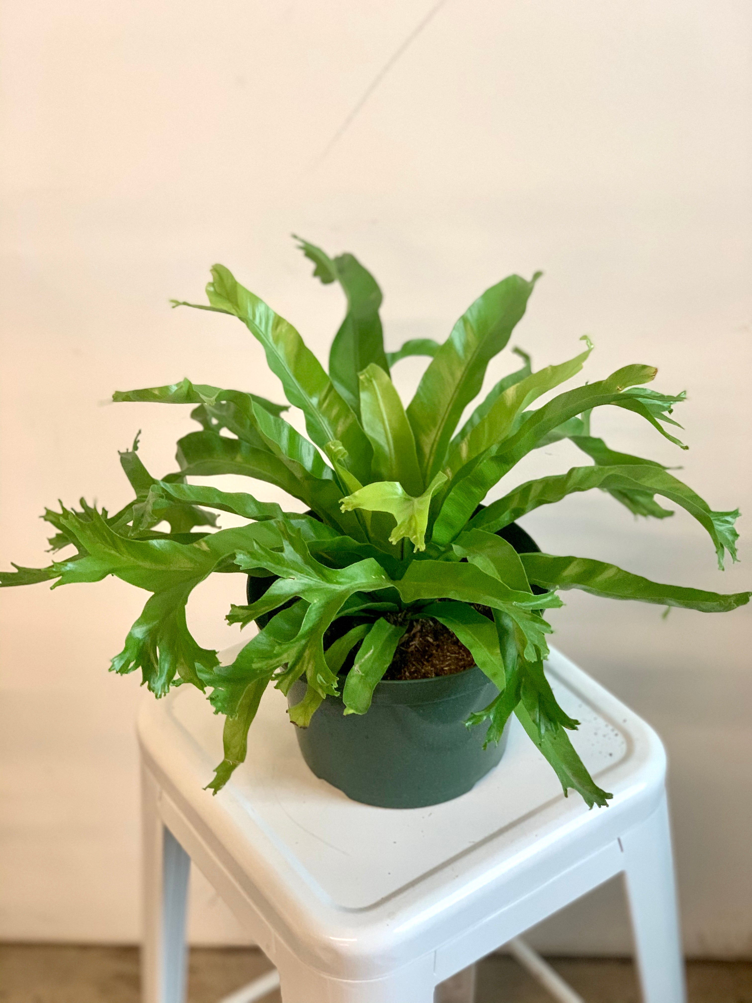 birds nest fern in terrarium Birdsnest Fern – Art Terrarium