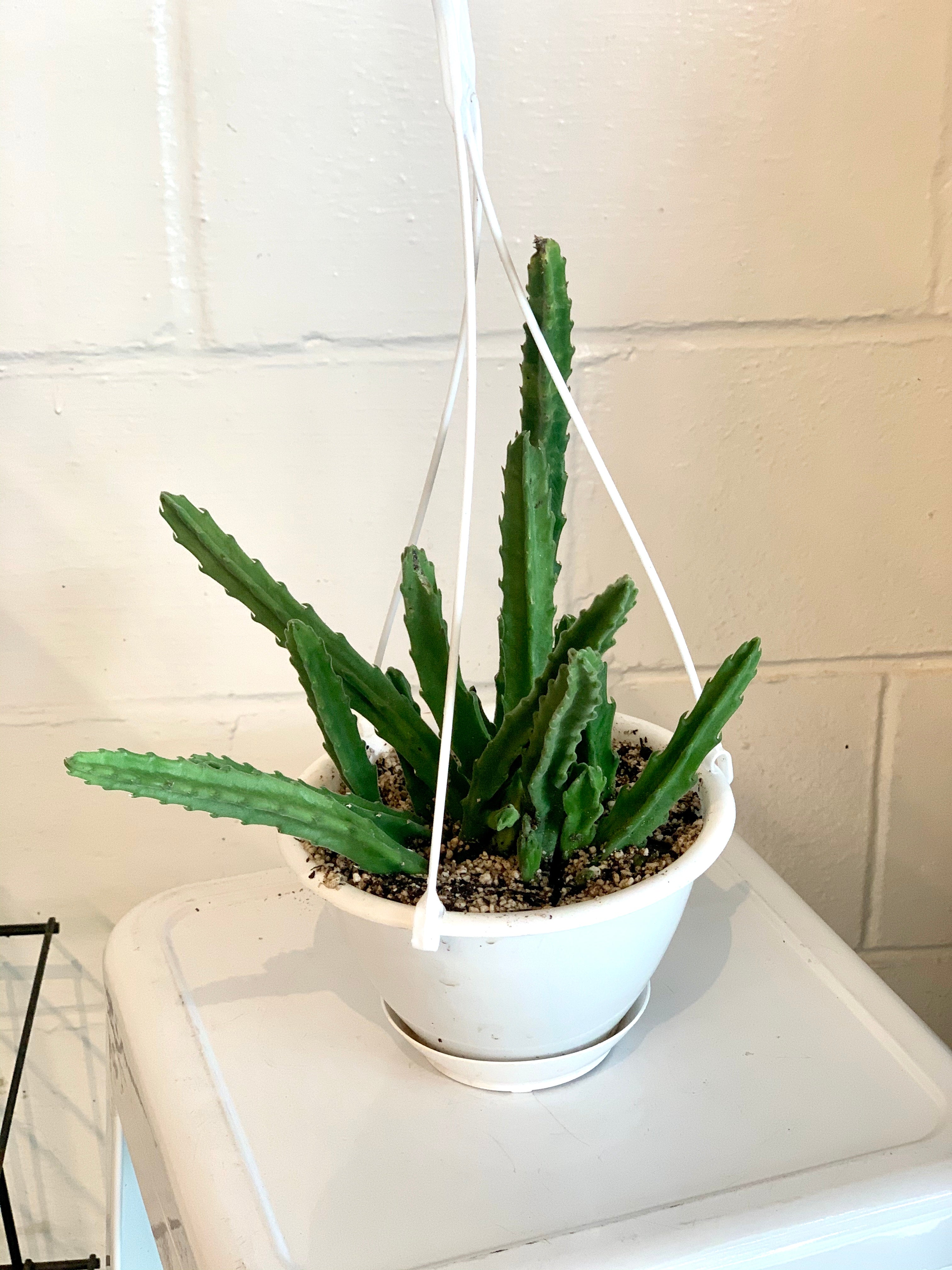 Stapelia Hirsuta