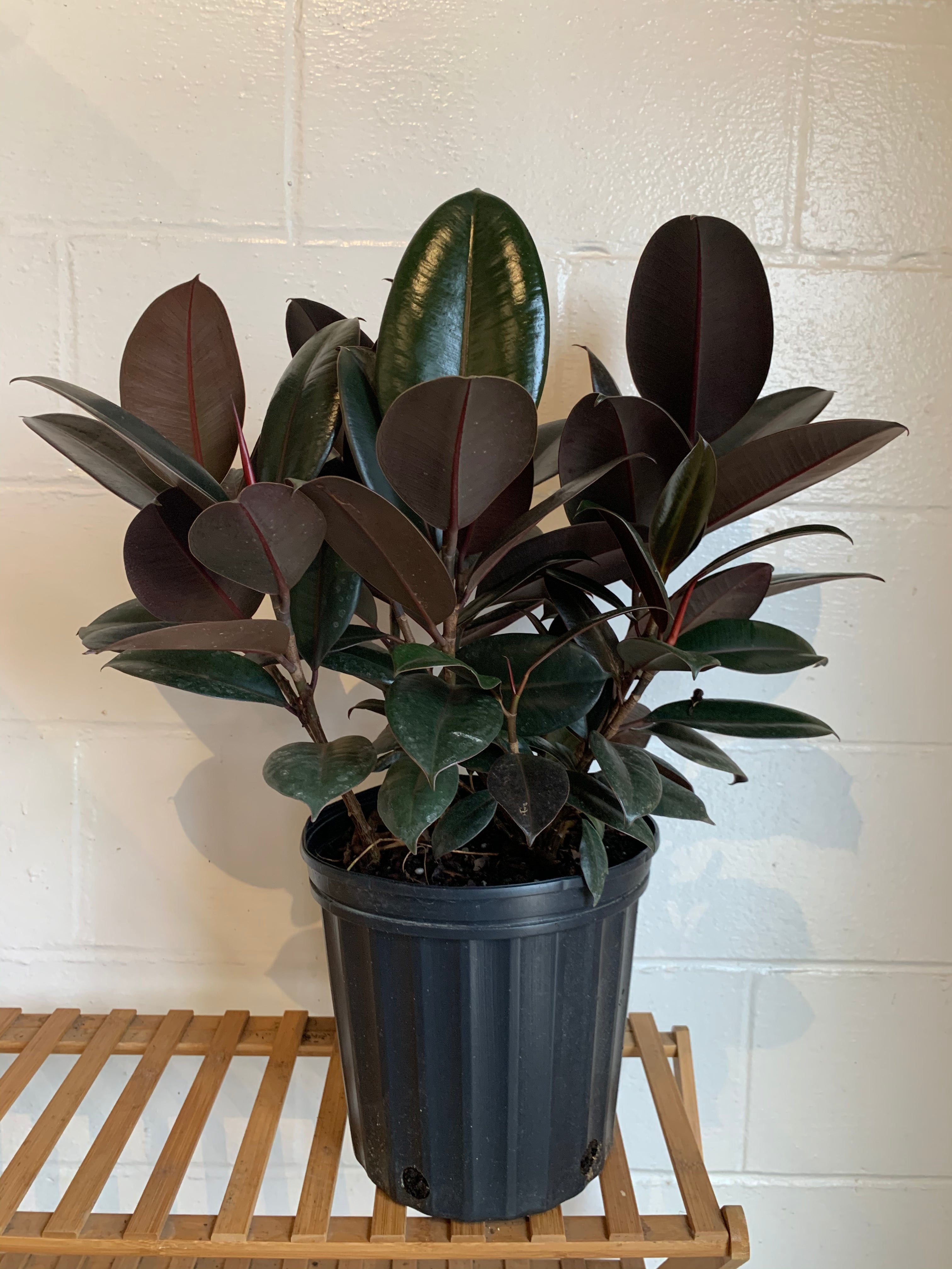 rubber tree ficus Ficus Elastica (Rubber Tree) – Art Terrarium