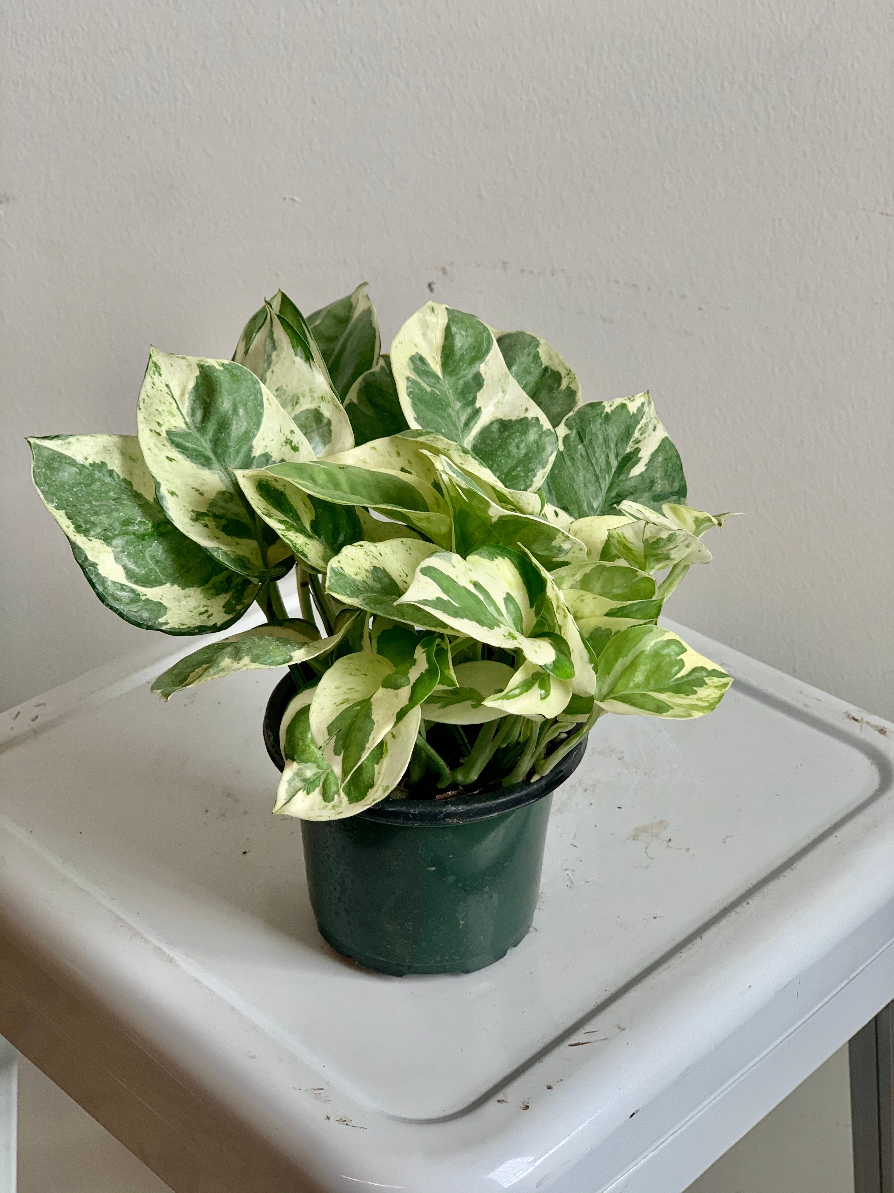 difference between njoy and pearls and jade pothos Pearls and Jade Pothos – Art Terrarium