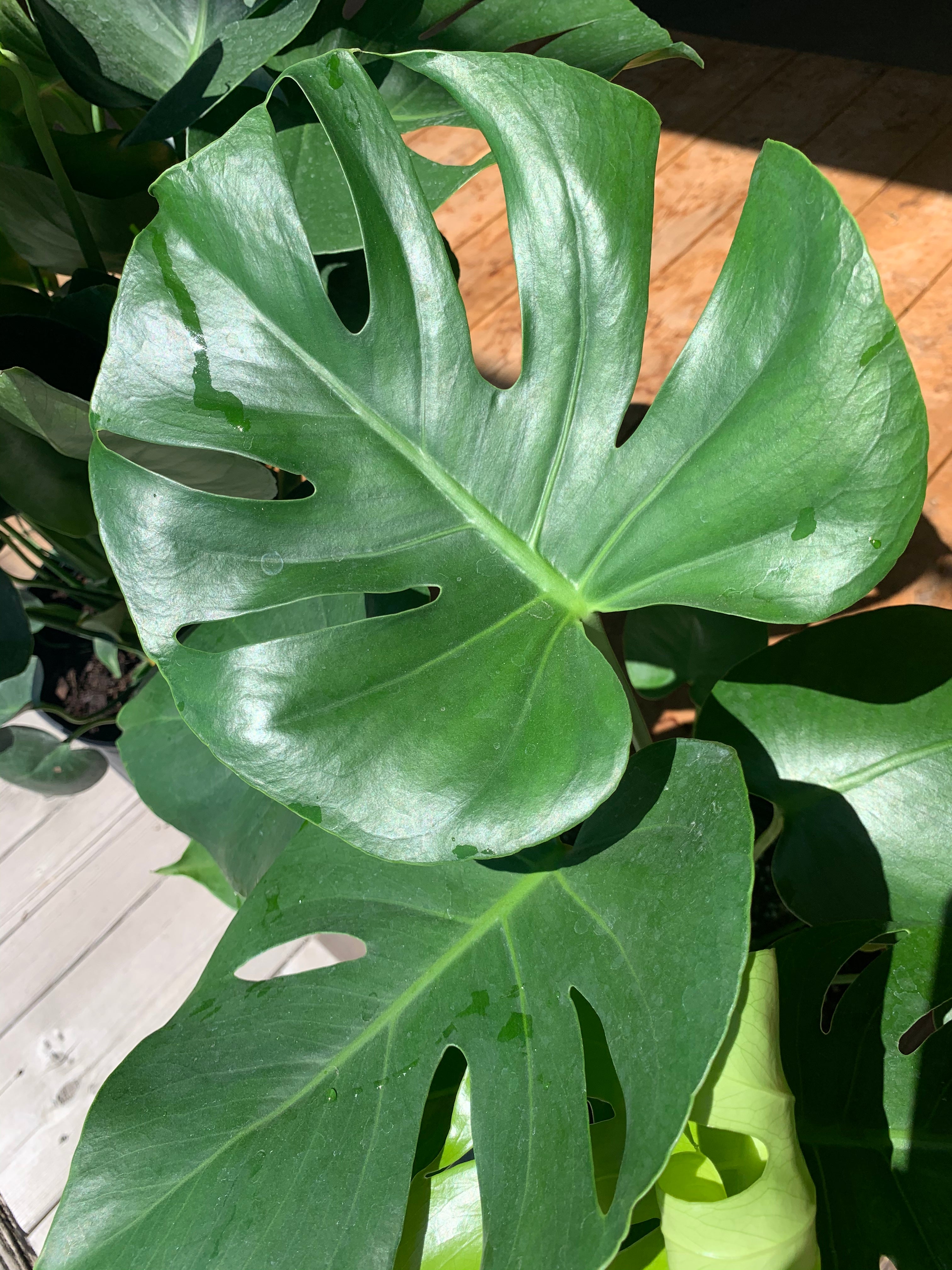 monstera deliciosa translation Monstera Deliciosa