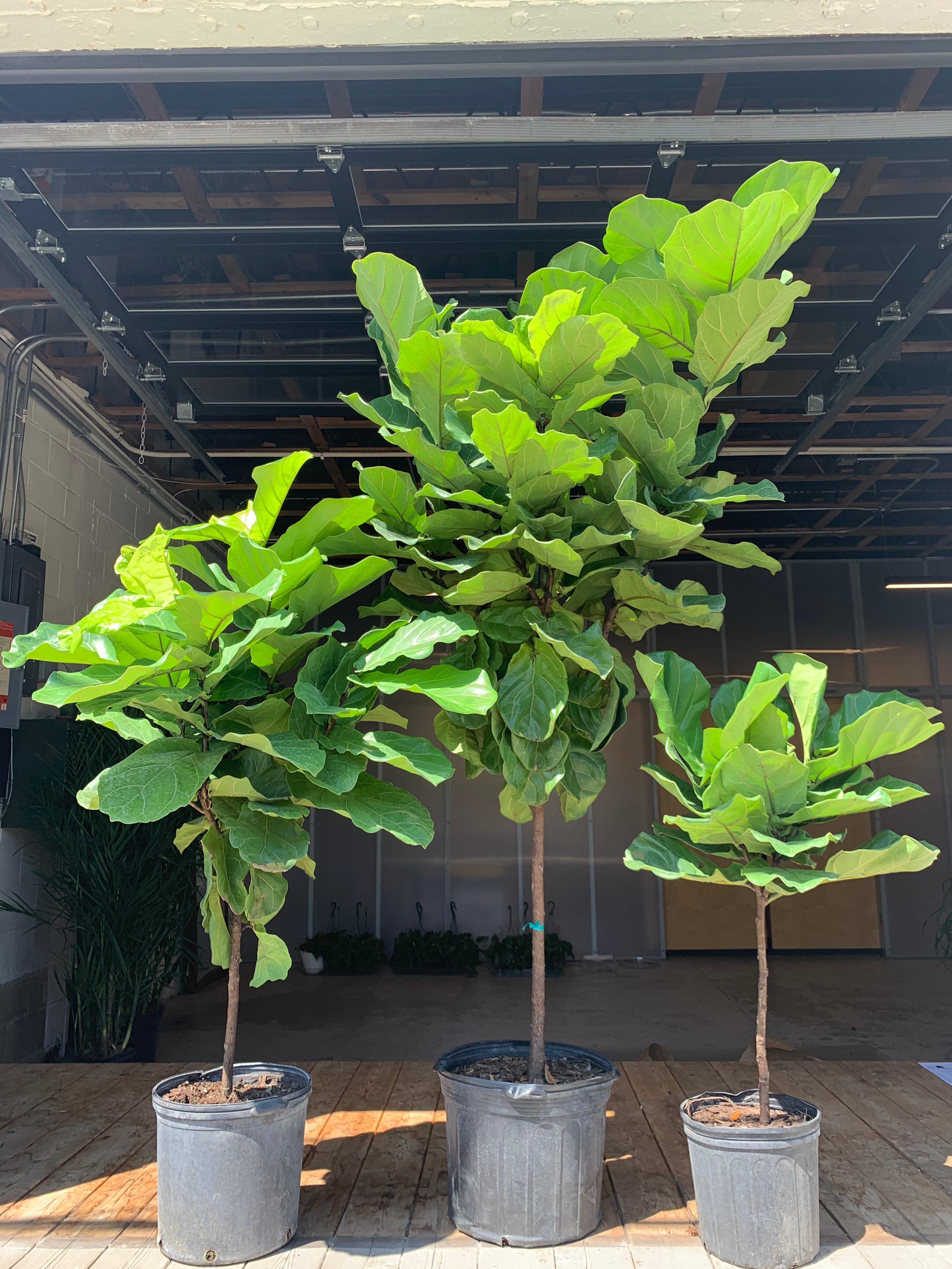 fiddle leaf fig adult Ficus