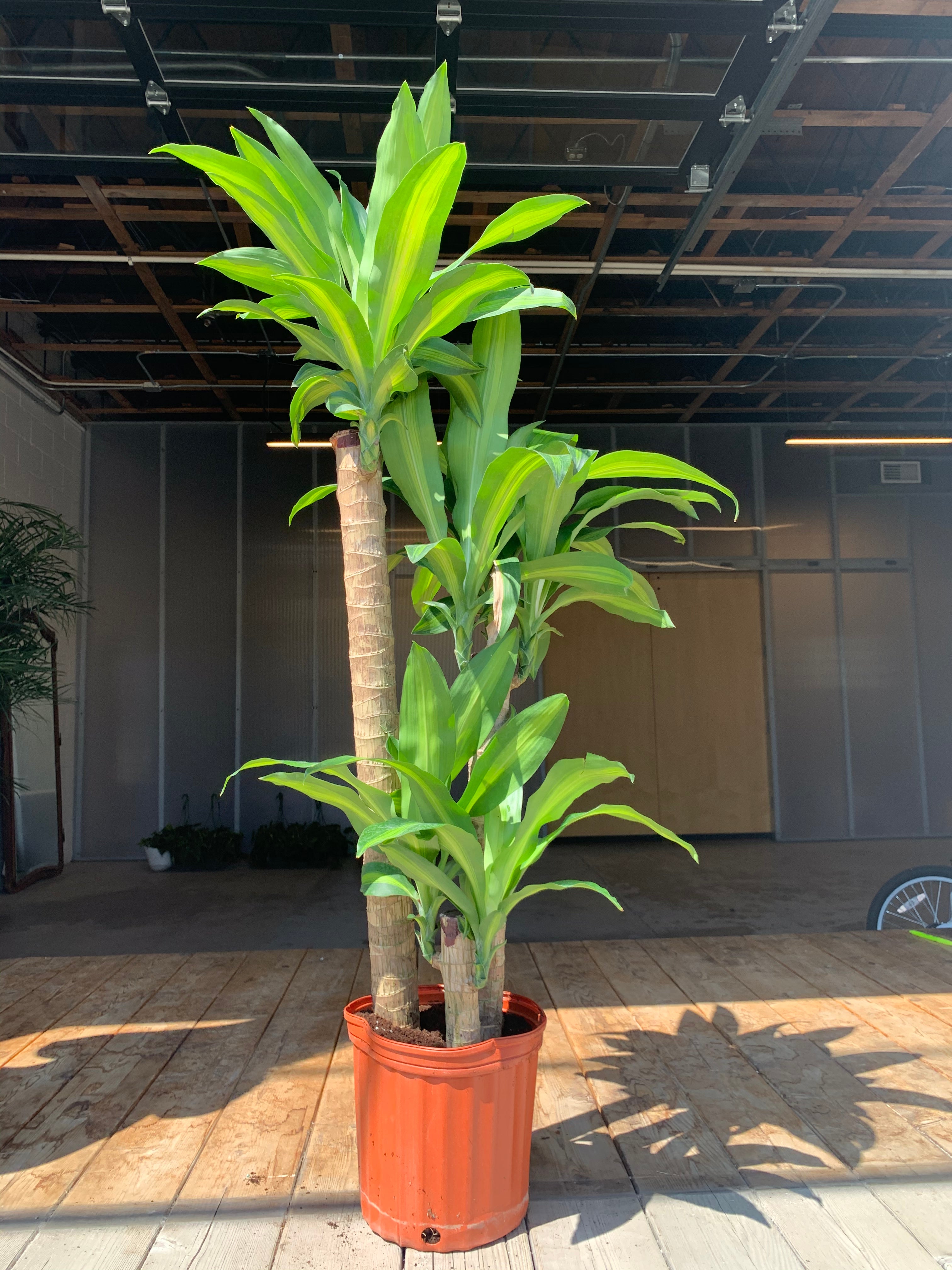 jumbo dracaena cane Dracaena