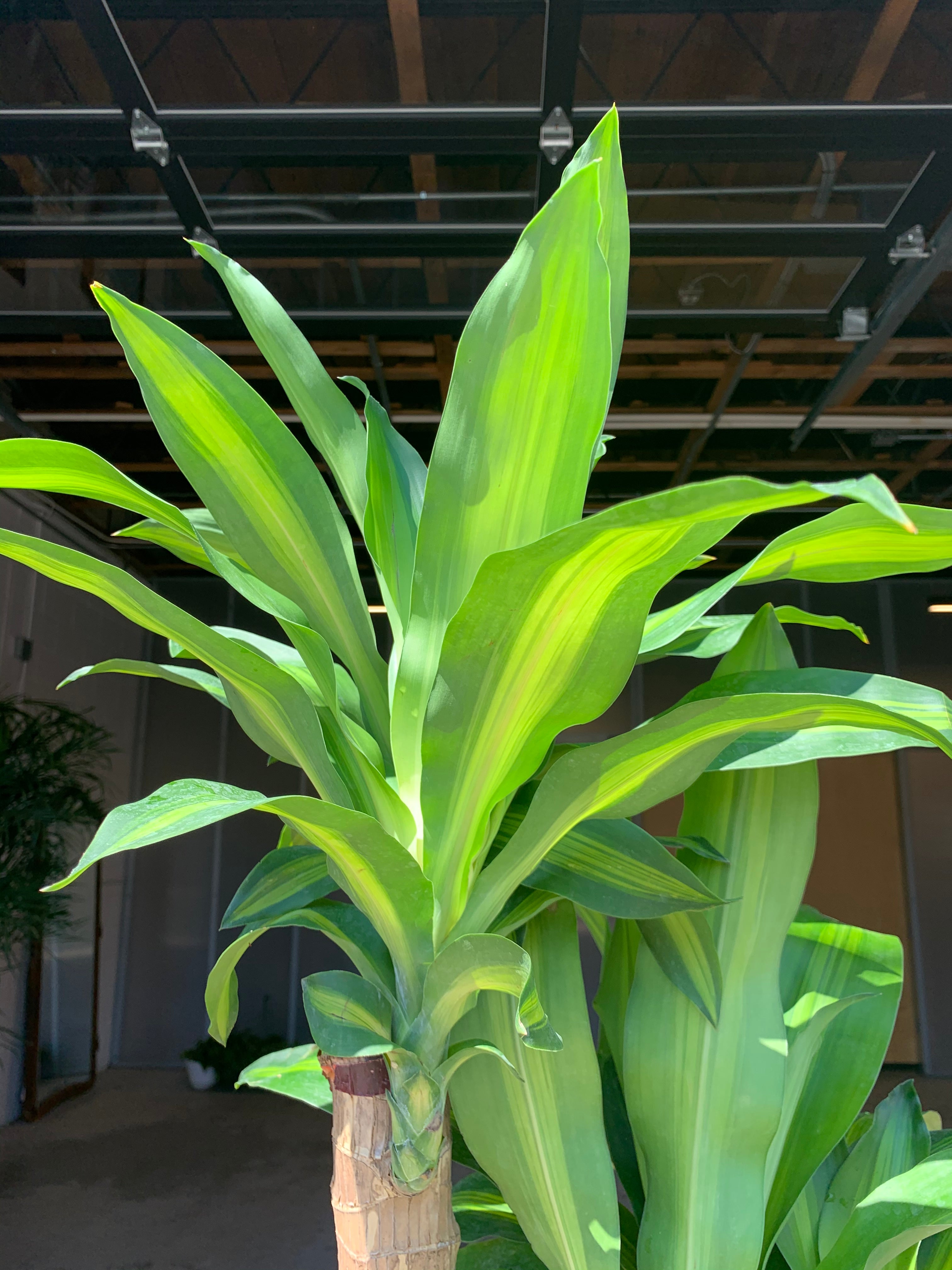 dracaena massangeana dogs Dracaena