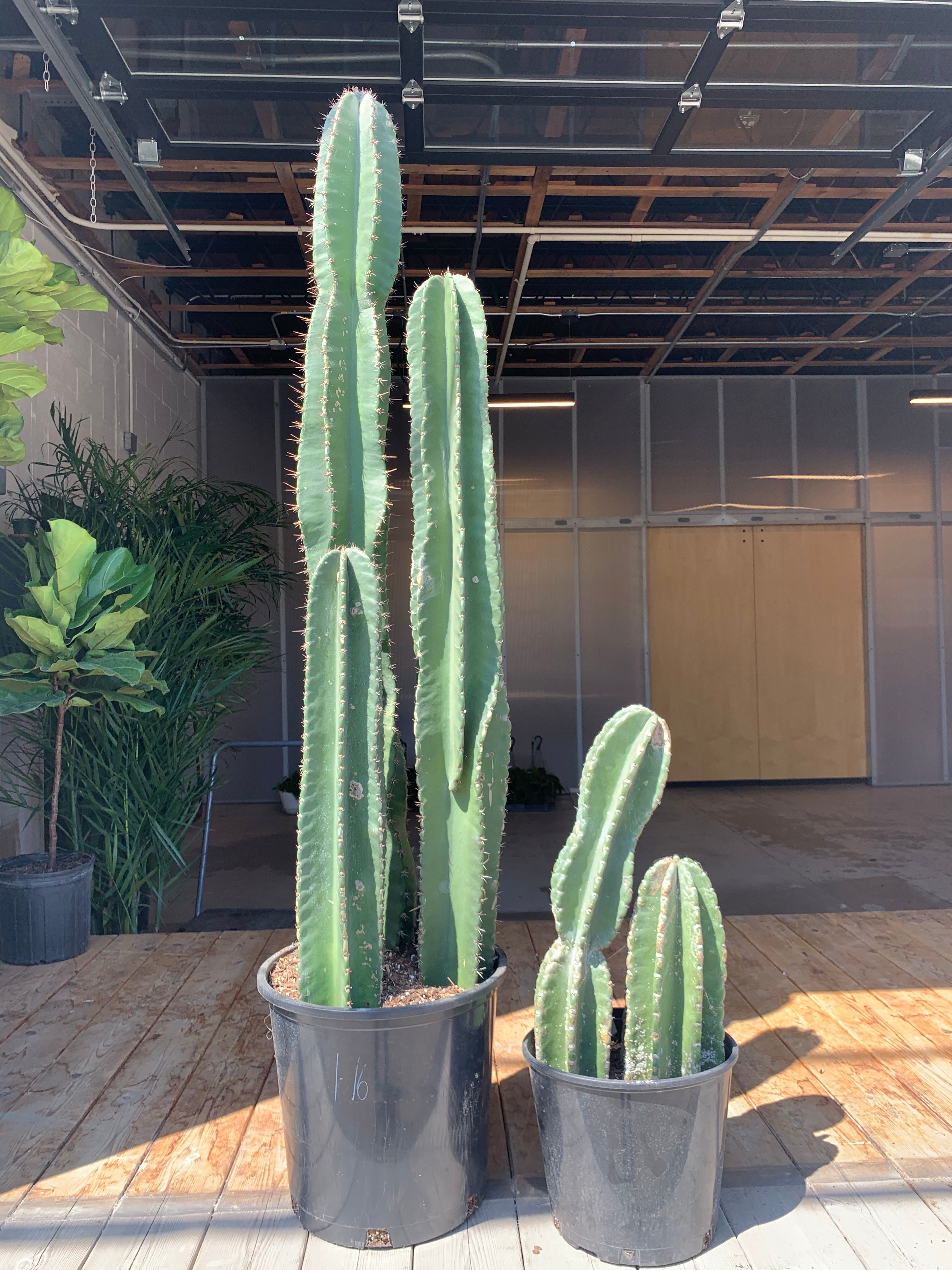types of peruvian cactus Cereus Peruvianus (Peruvian Apple Cactus)
