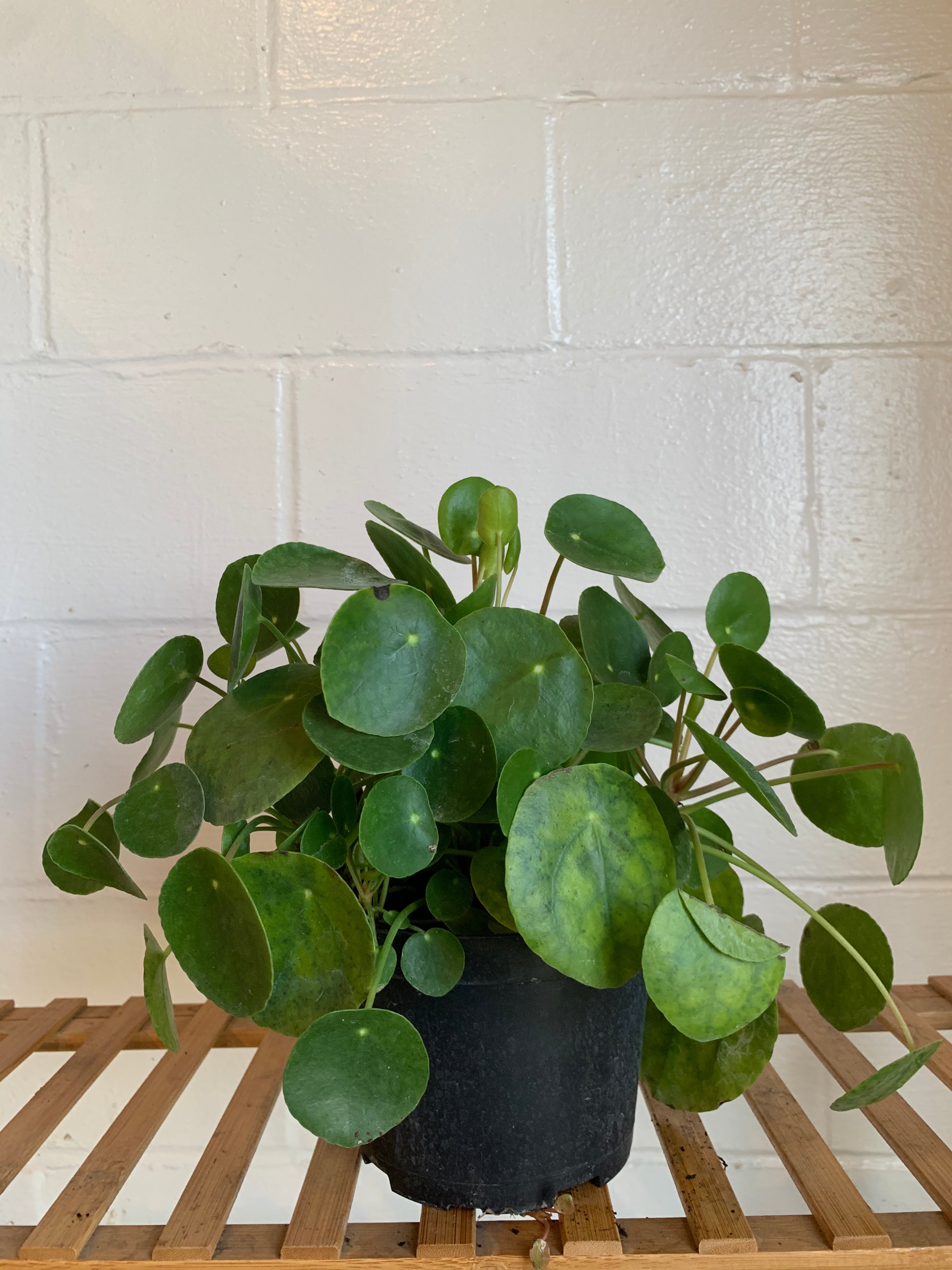 chinese money plant terrarium Pilea Peperomioides (Chinese Money Plant)