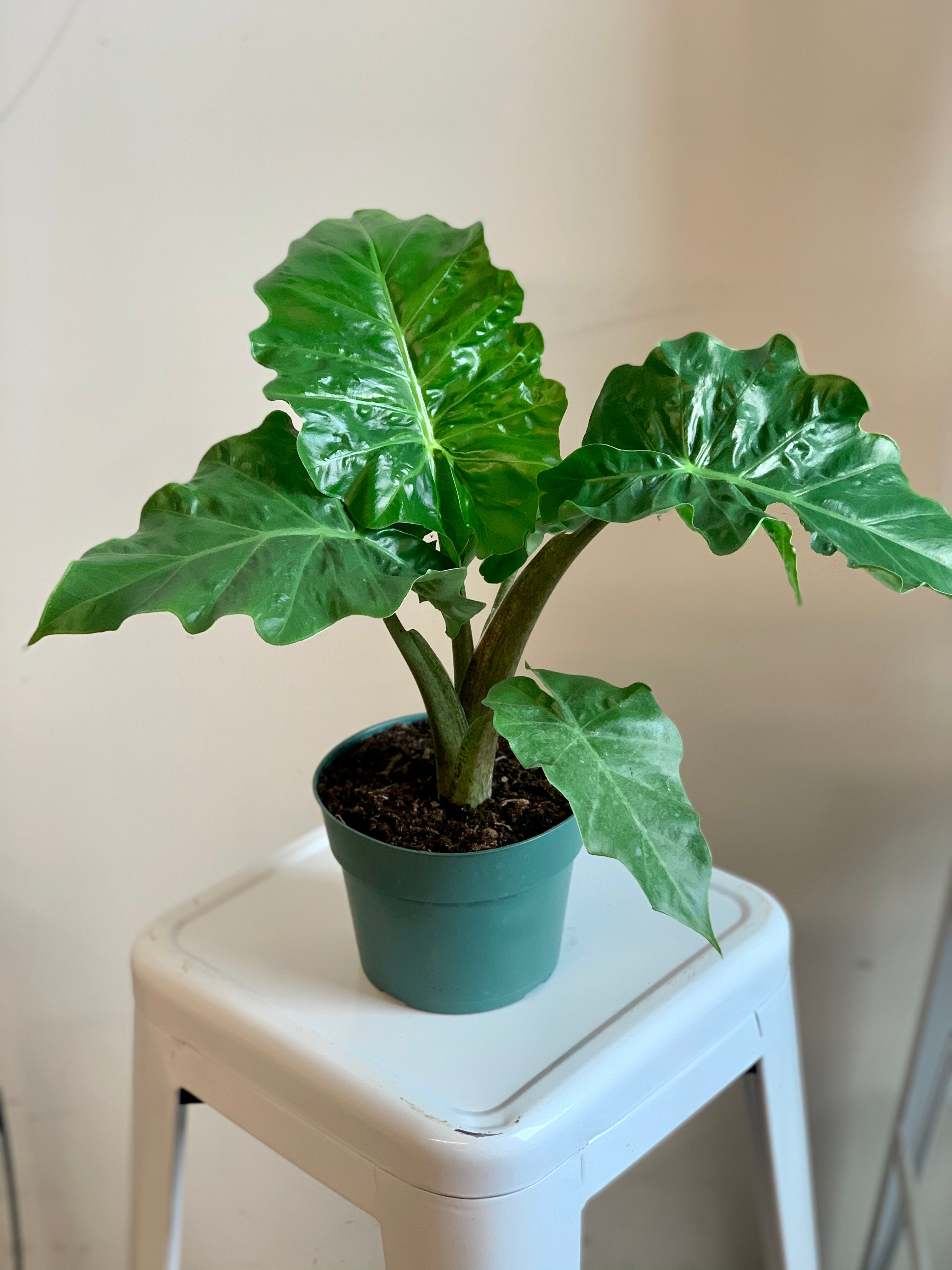 Alocasia - Low Rider