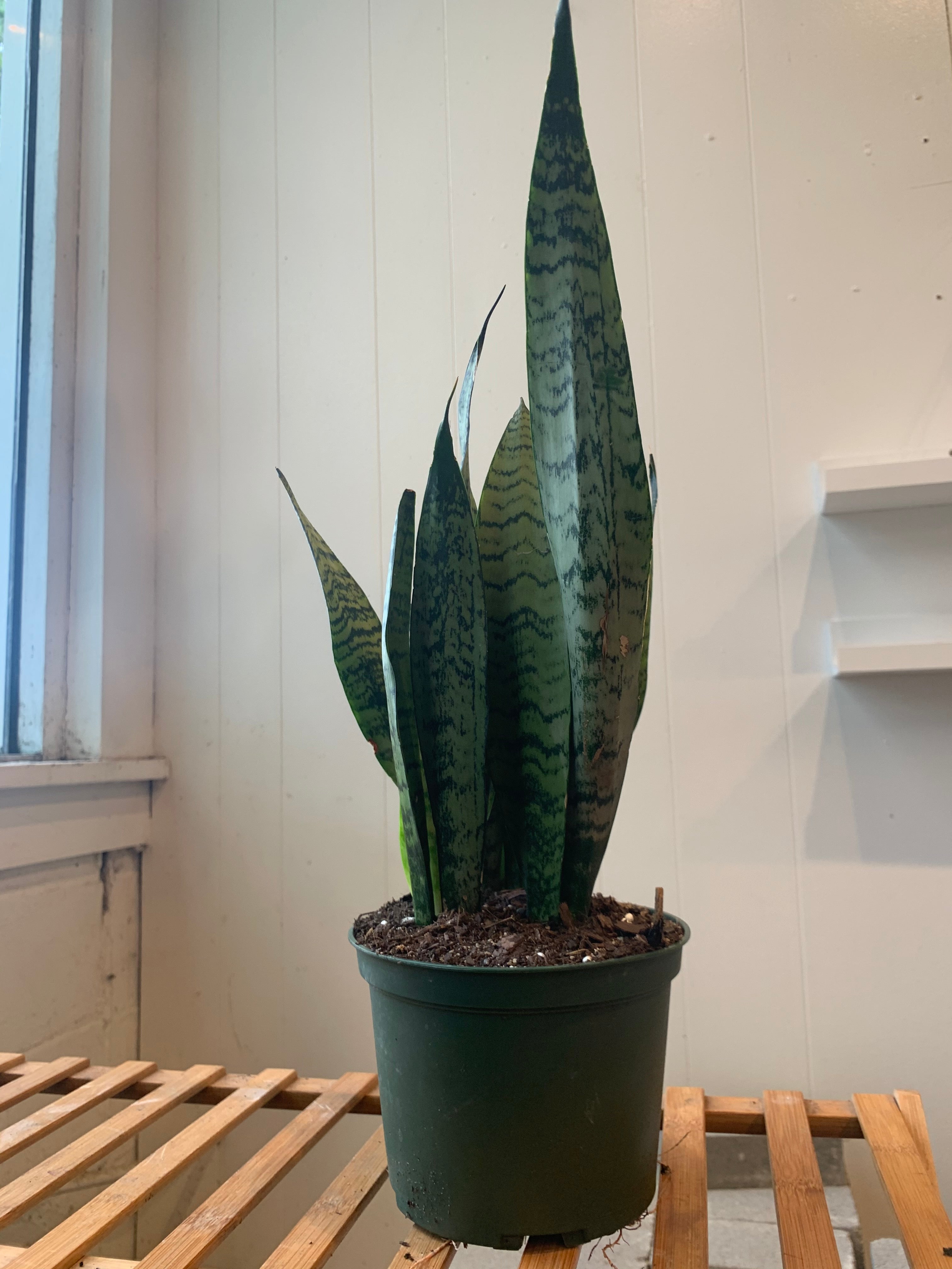 Sansevieria - Black Coral