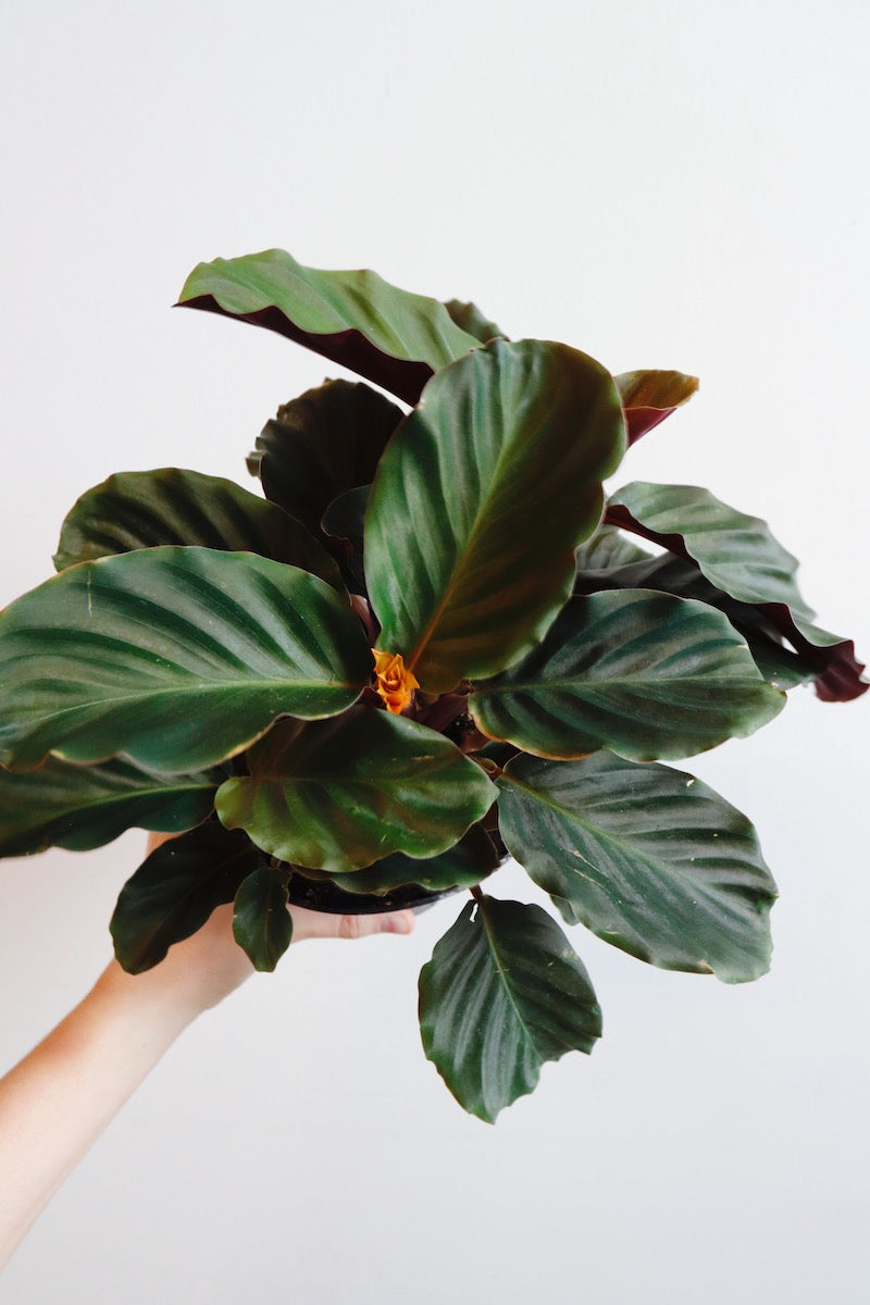 Calathea Crocata