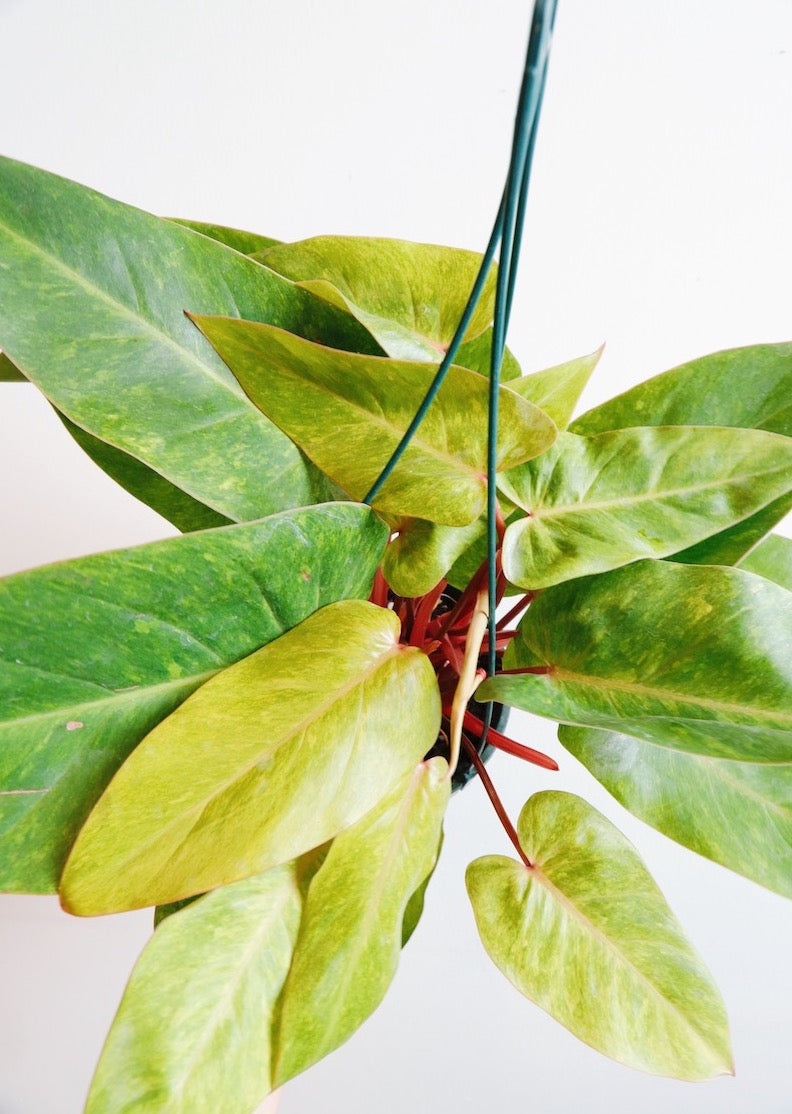 Philodendron Painted Lady