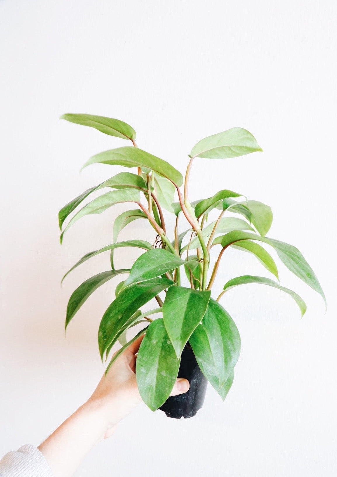 philodendron goddess Philodendron Green Goddess