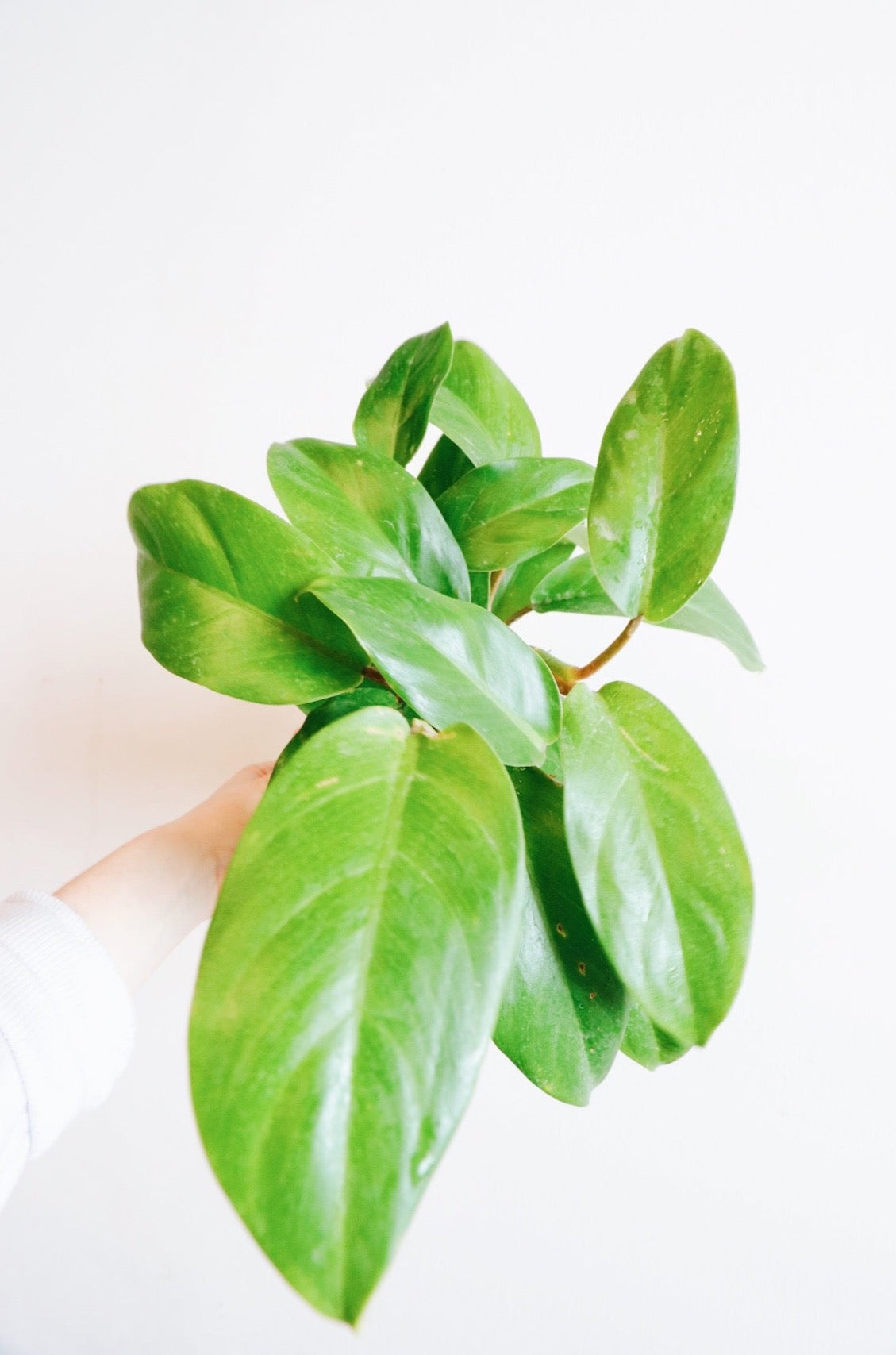 green goddess pothos Philodendron Green Goddess – Art Terrarium