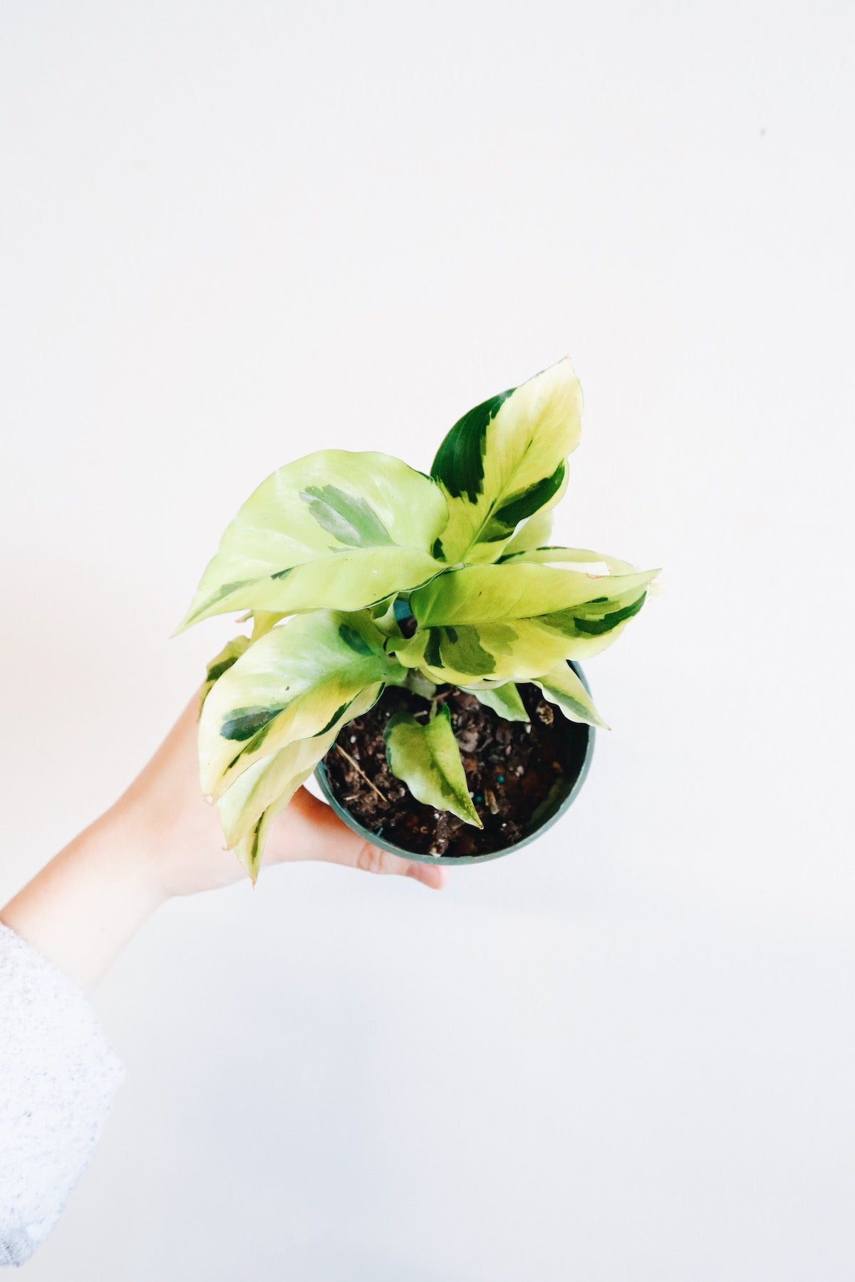 Calathea - Yellow Fusion