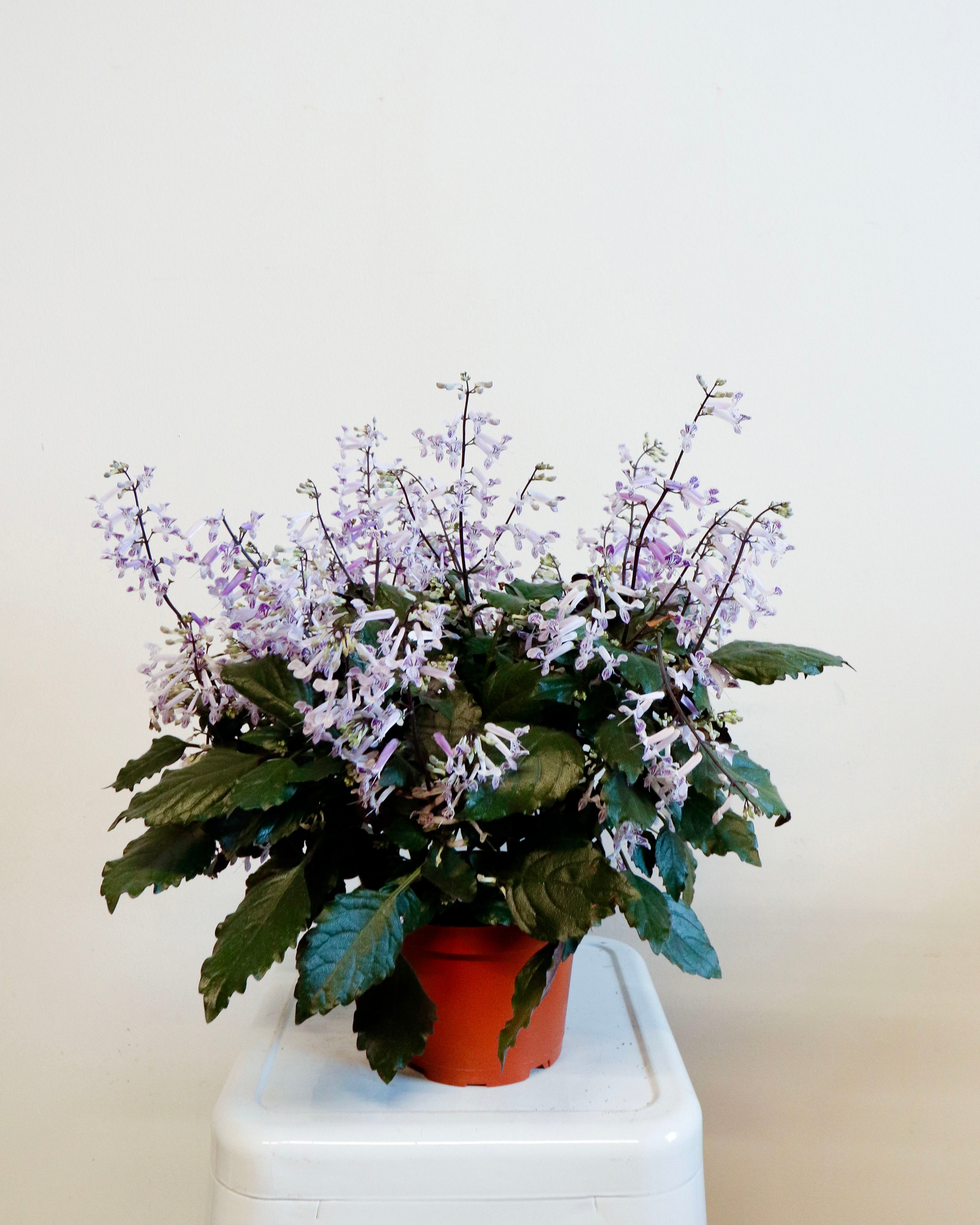 'Mona Lavender' Plectranthus