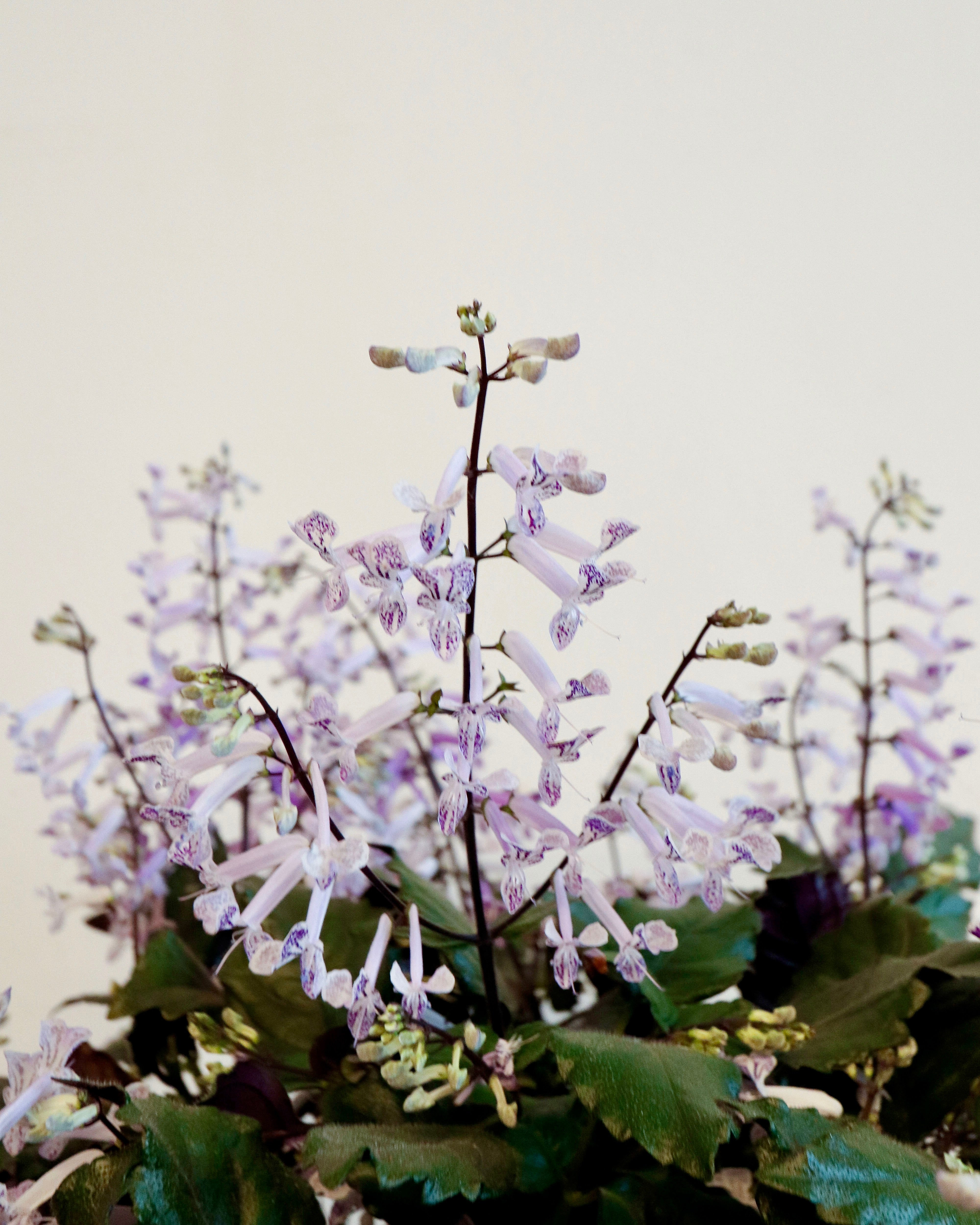 'Mona Lavender' Plectranthus