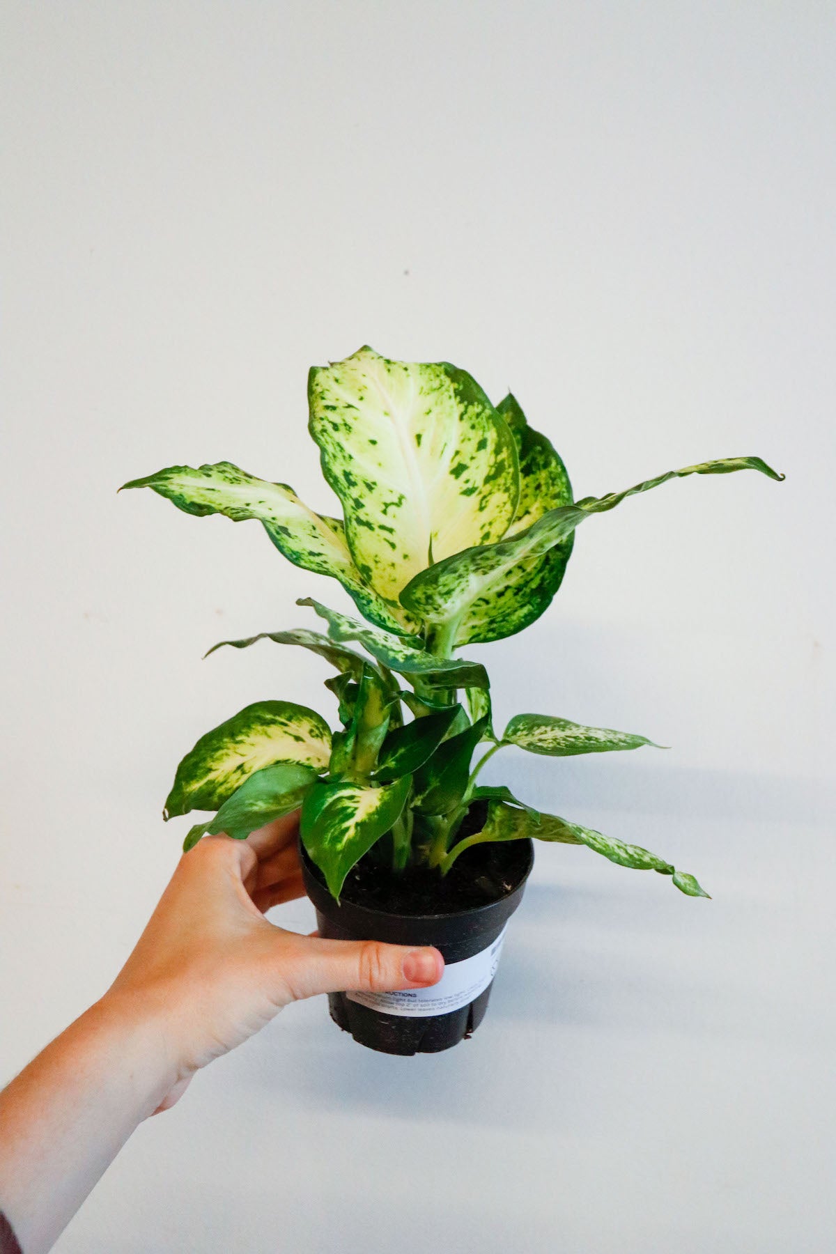 dieffenbachia camille toxic Dieffenbachia Camille – Art Terrarium