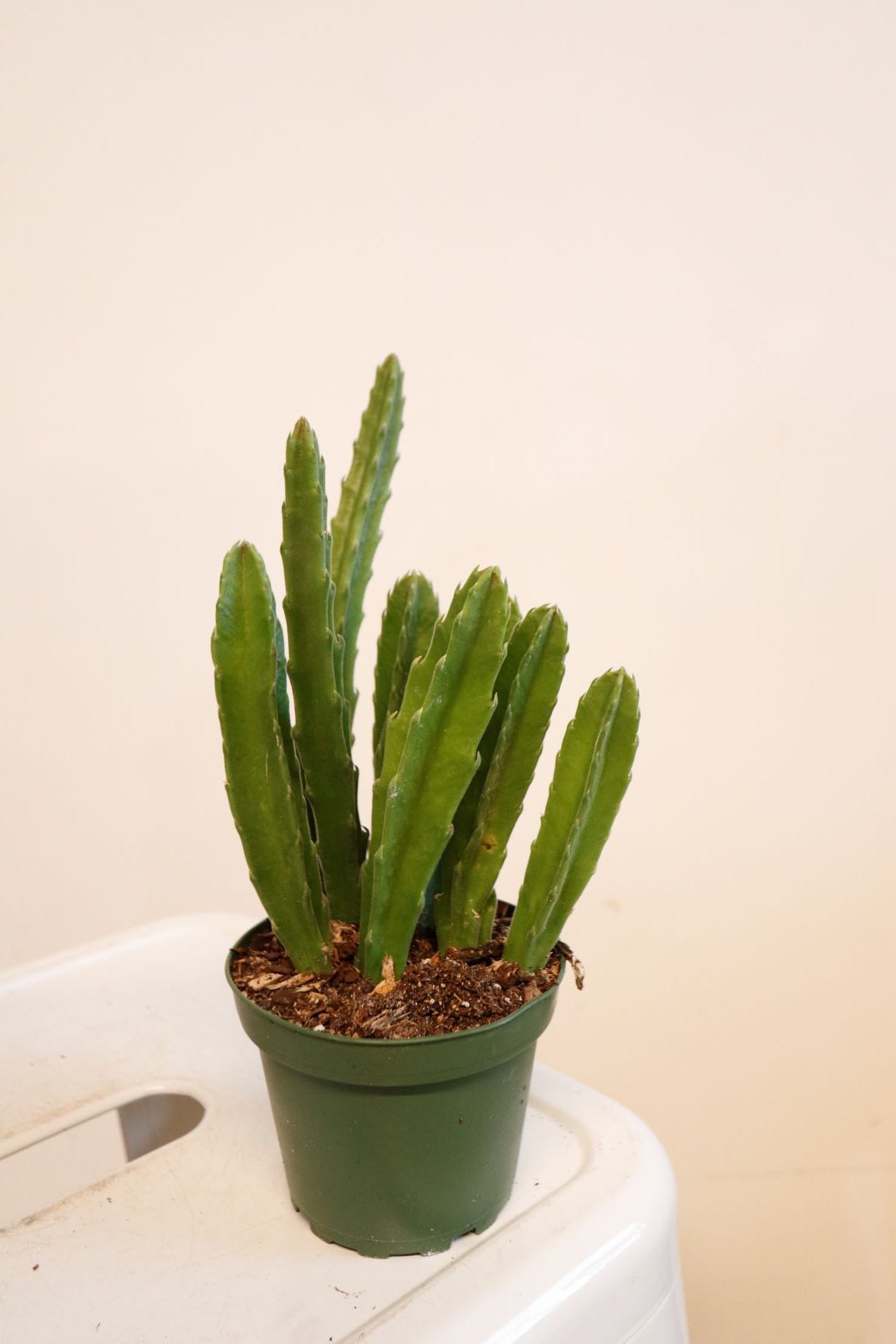 Stapelia Hirsuta