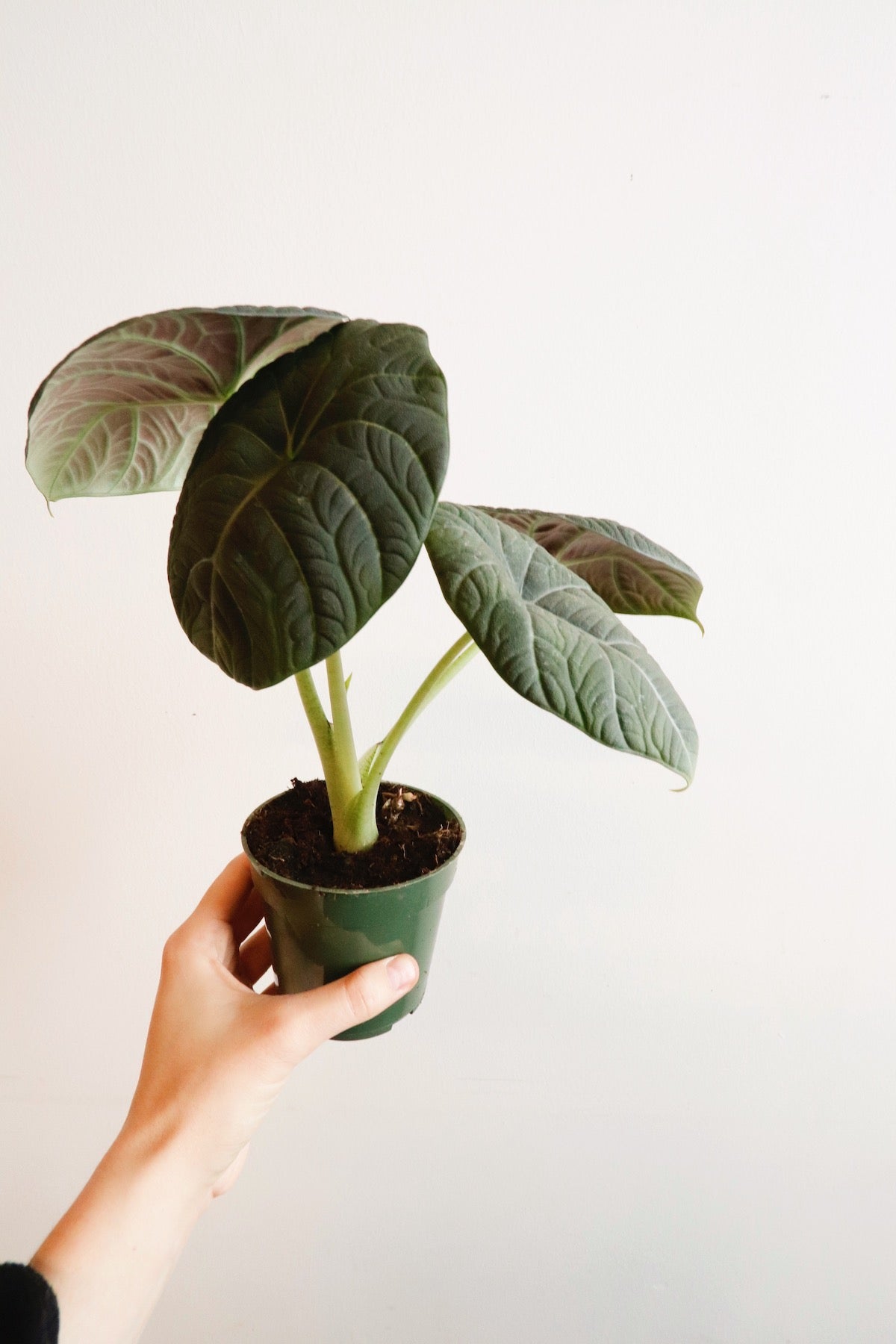 Alocasia Maharani