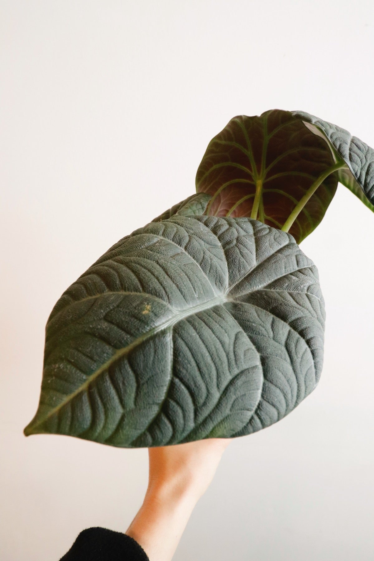 Alocasia Maharani